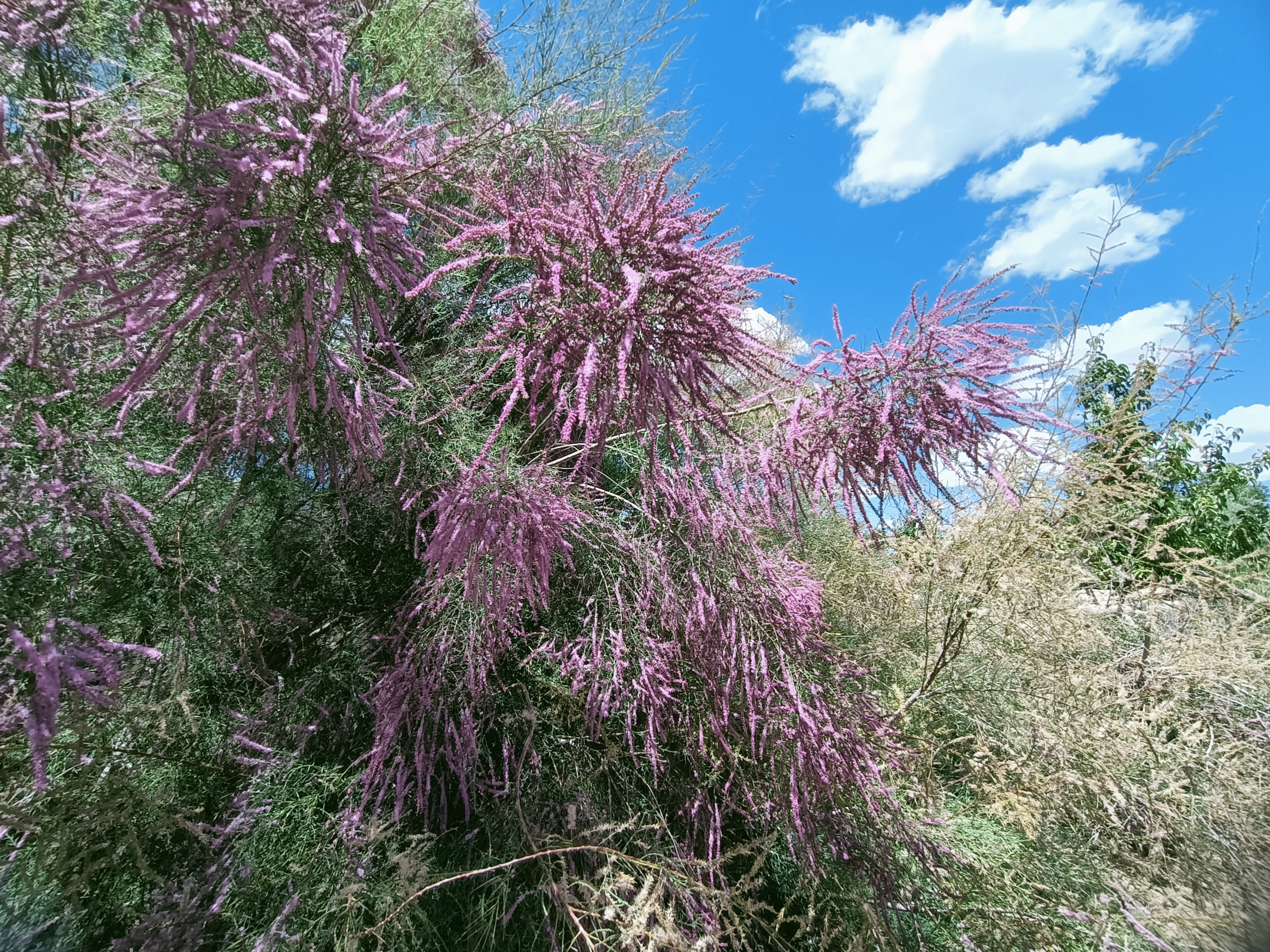 柽柳(拉丁学名:tamarix chinensis lour.