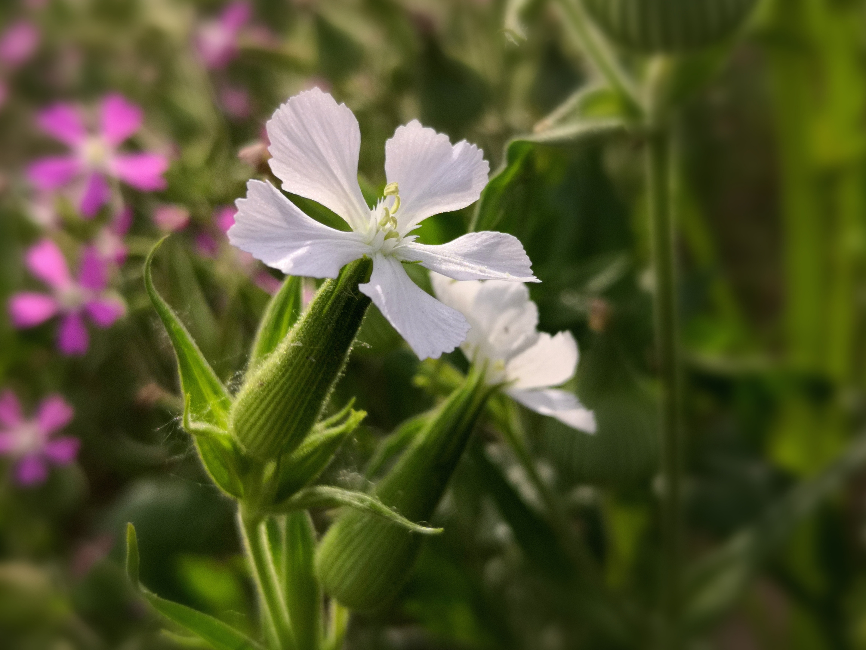 麦瓶草【首发】