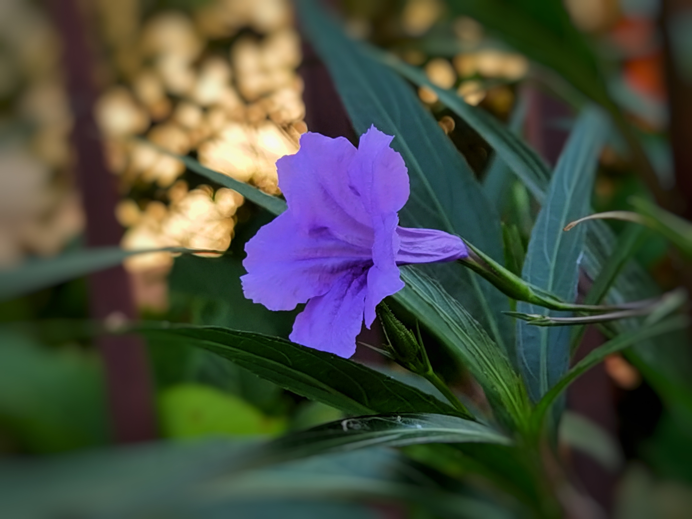 【首发】蓝花草