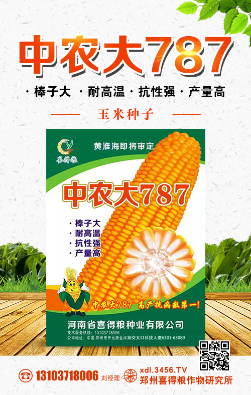 特征特性:黄淮海夏玉米组出苗至成熟102.93天,比对照郑单958早熟0.