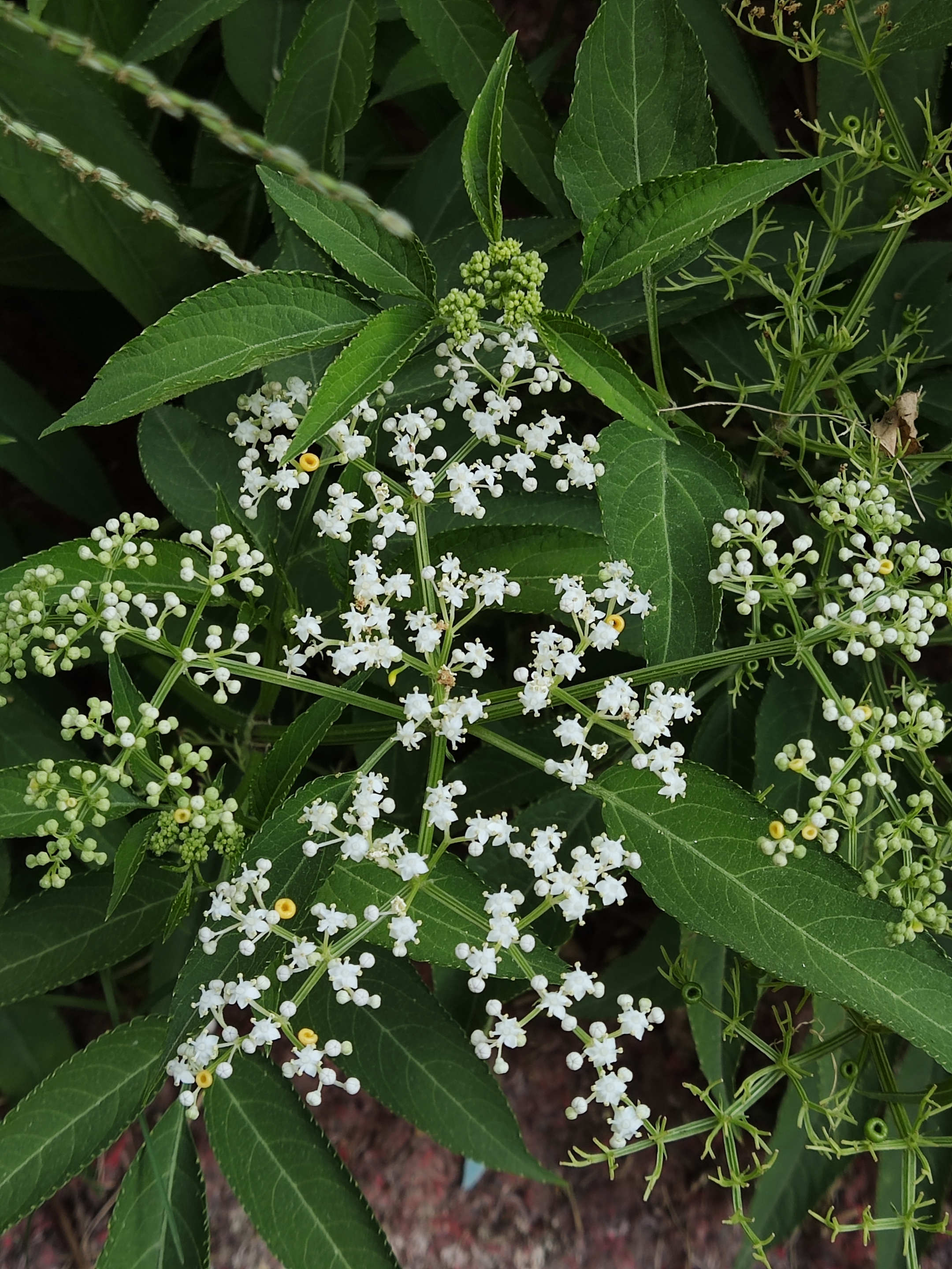 接骨草