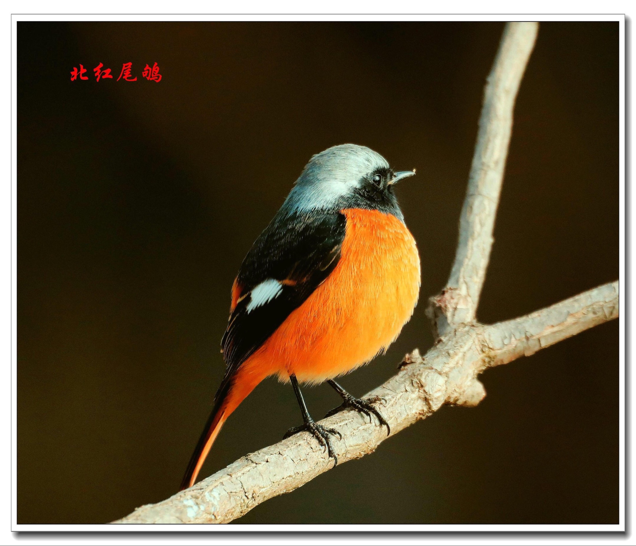 鹟科鸫亚科红尾鸲属,是小型鸟类.