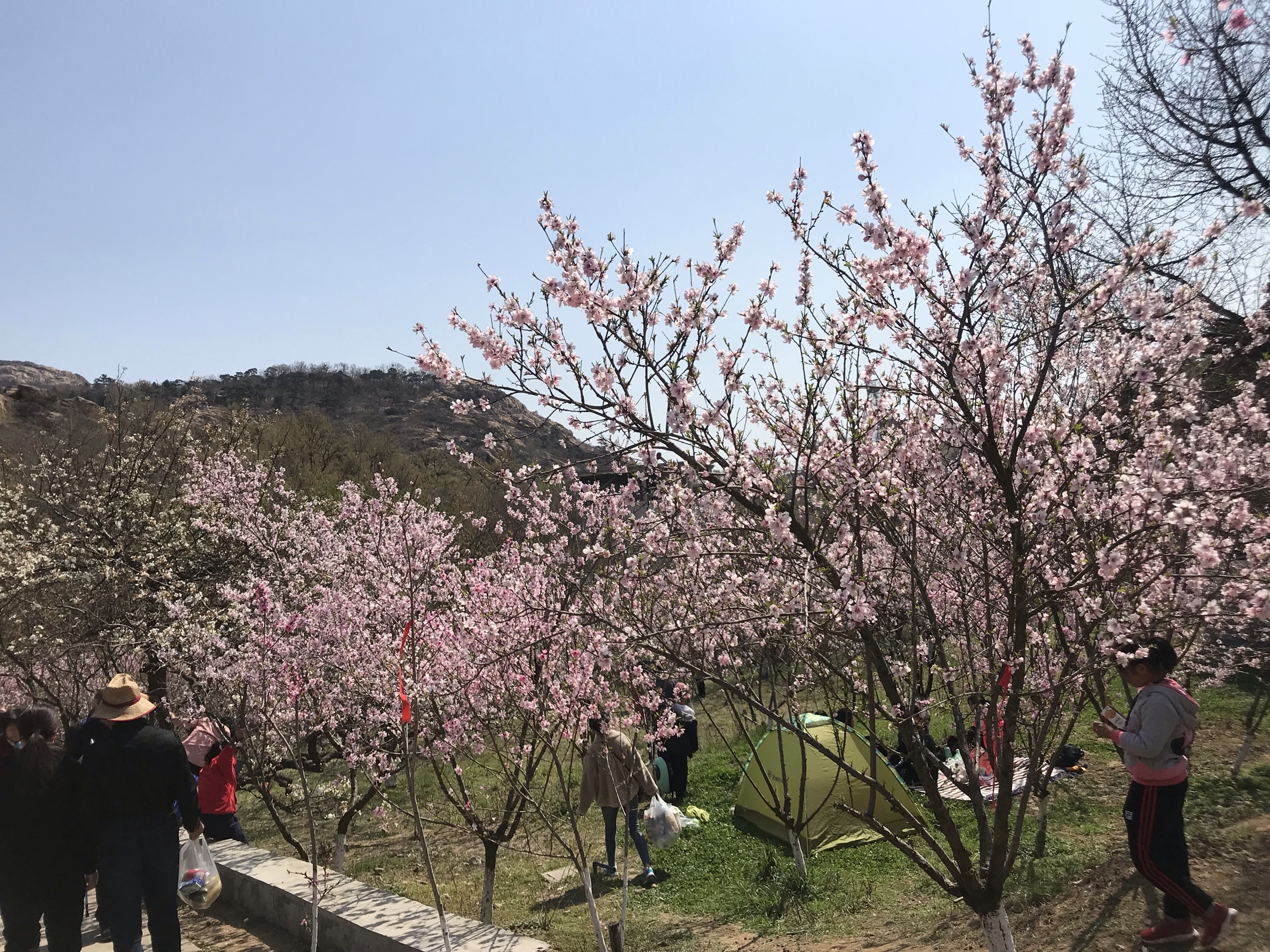 桃花涧游沐春风遍地桃花炫彩红去年半道梦落空今日圆梦花丛中