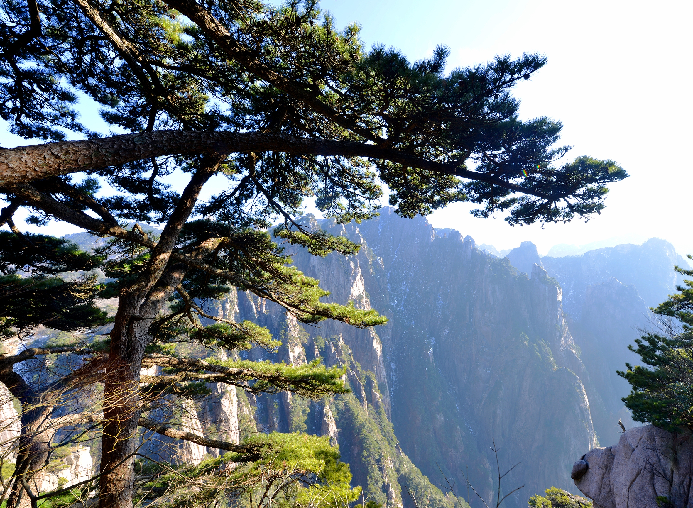 冬游黄山之劲松(首发)