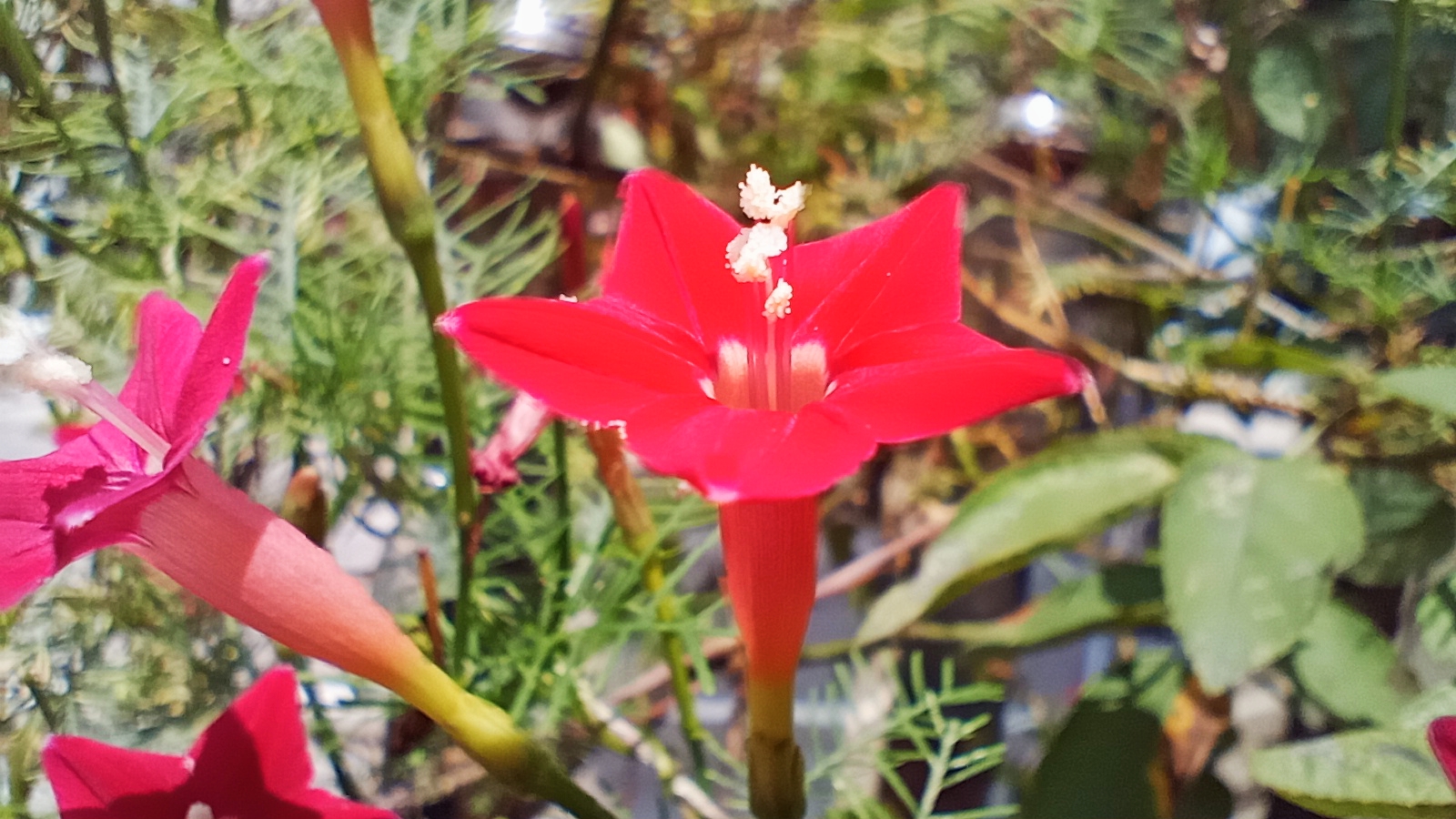 五角红星茑萝花