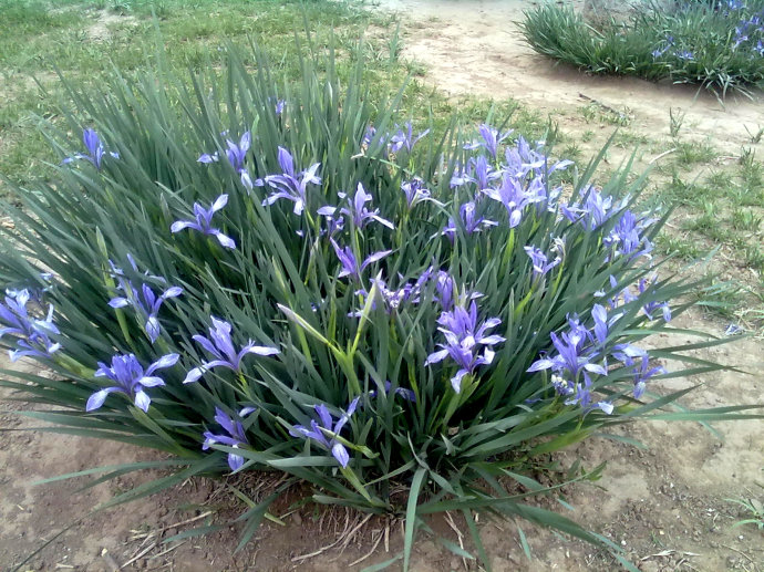 马兰花(首发)