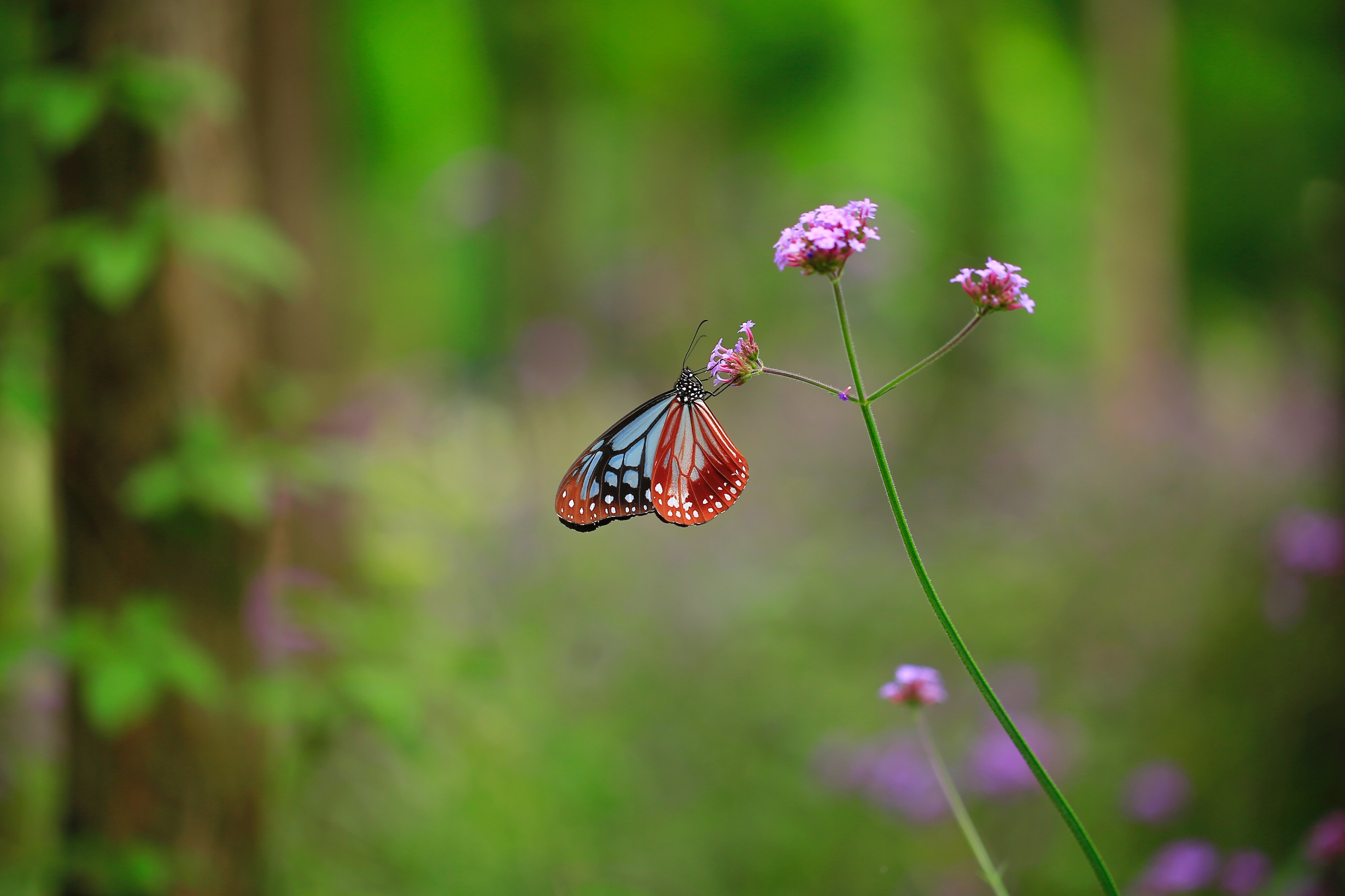 翩翩起舞的蝴蝶与花 - 免费可商用图片 - cc0.cn