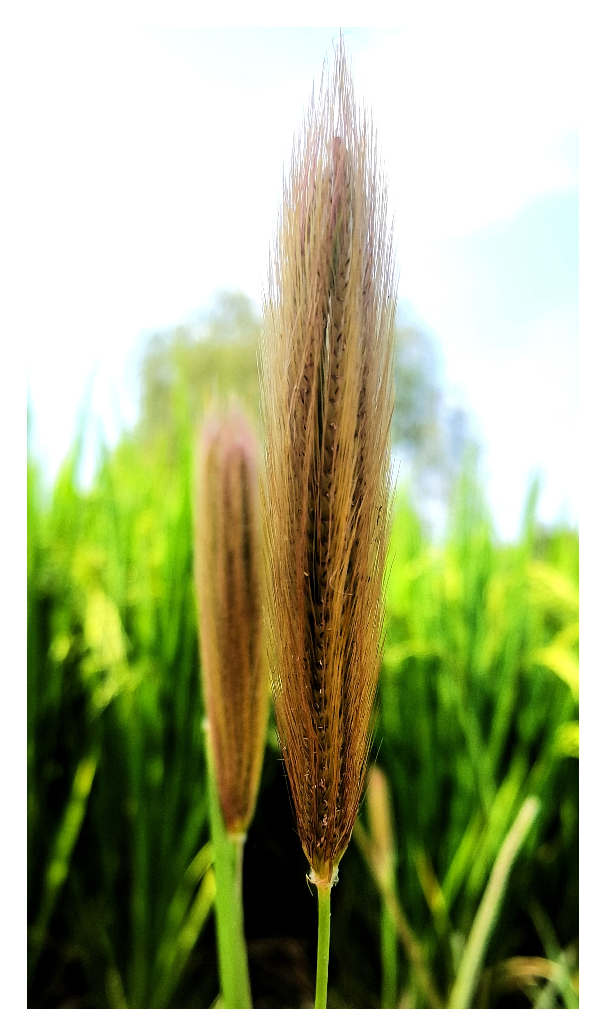 虎尾草首发
