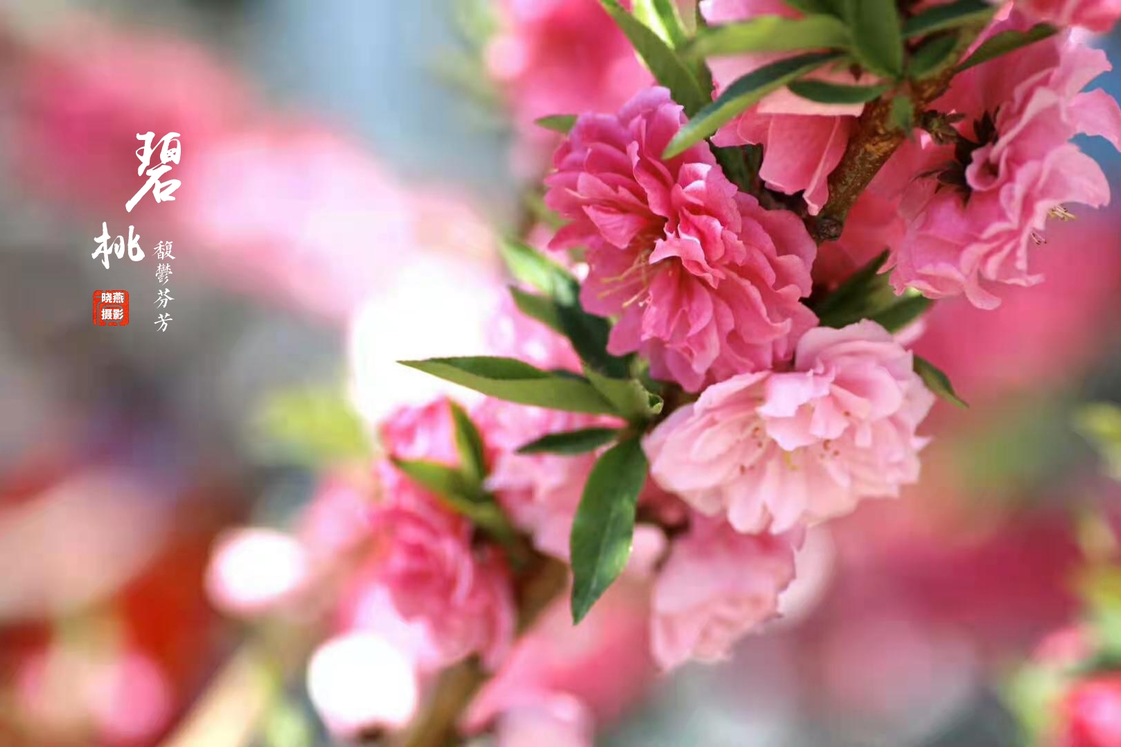 碧桃花