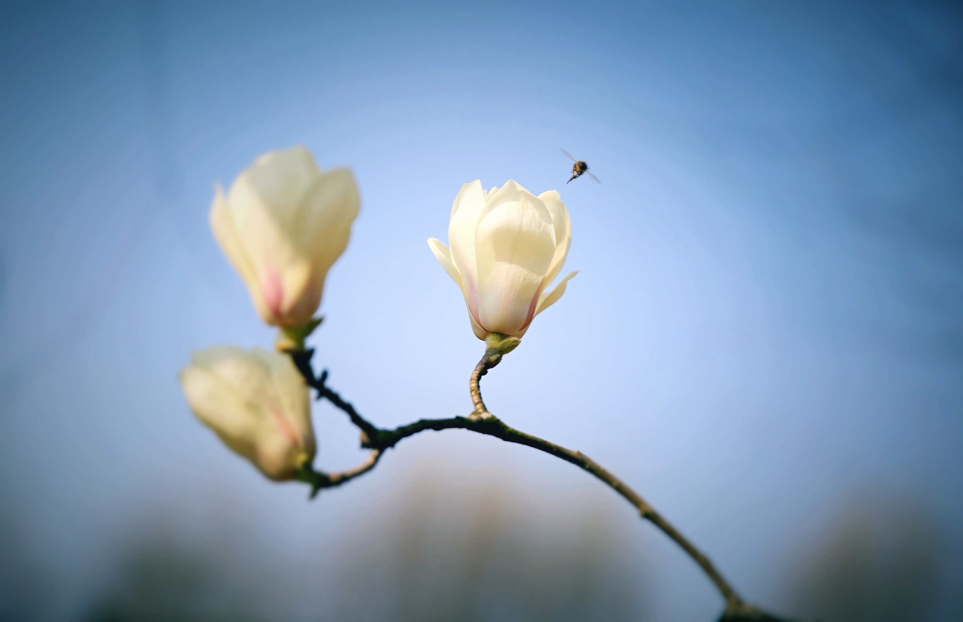 玉兰花