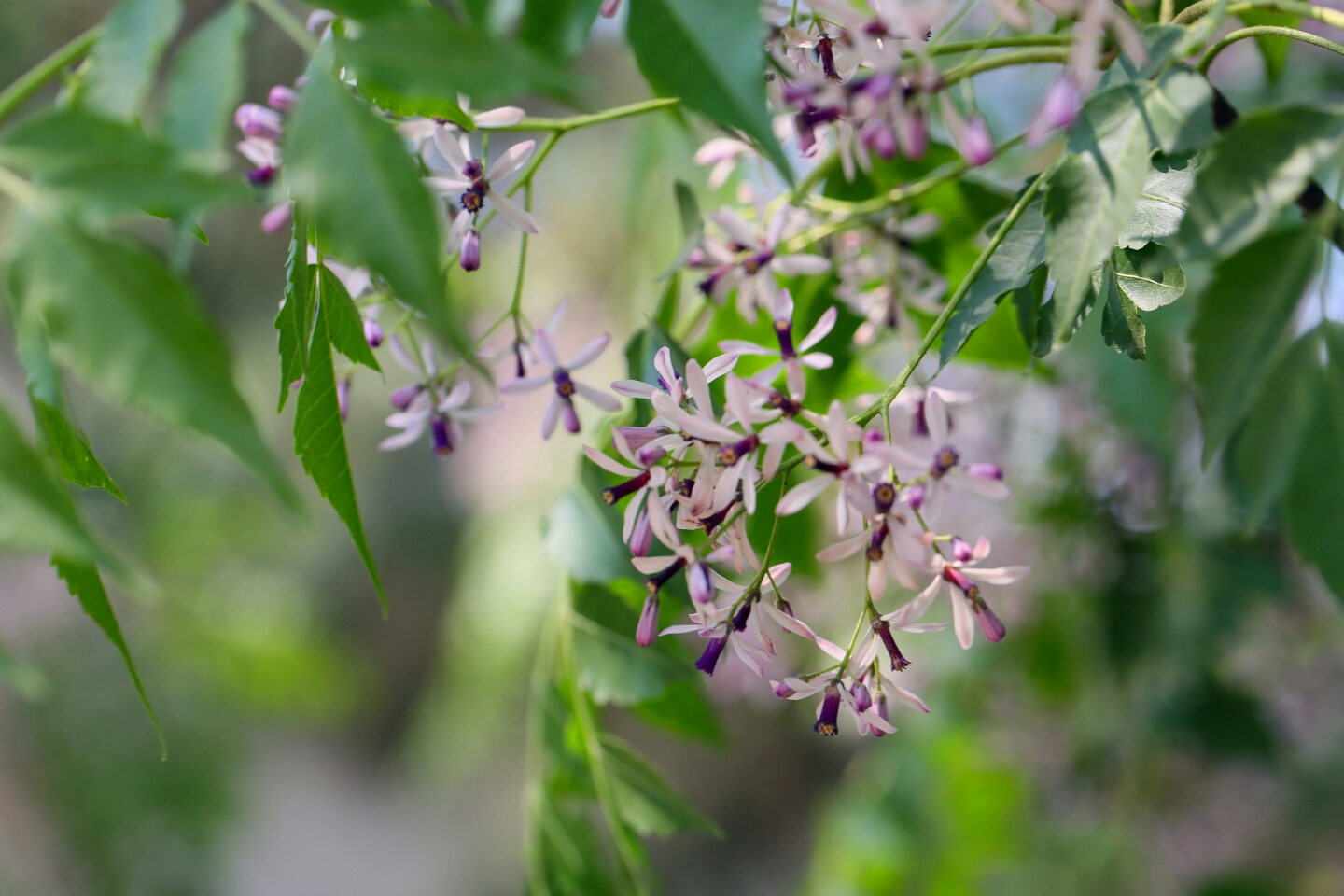 楝树花开