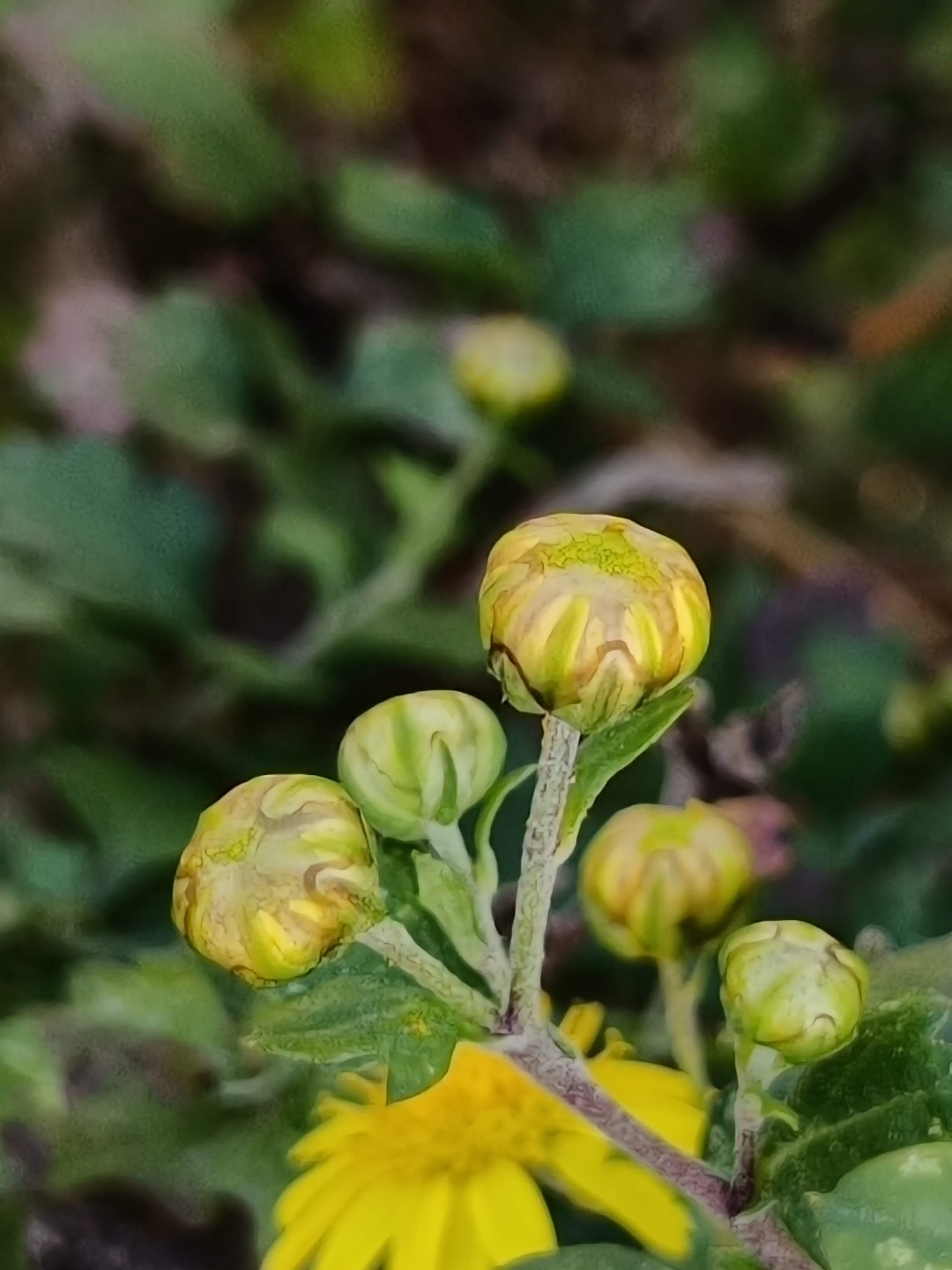 野菊花