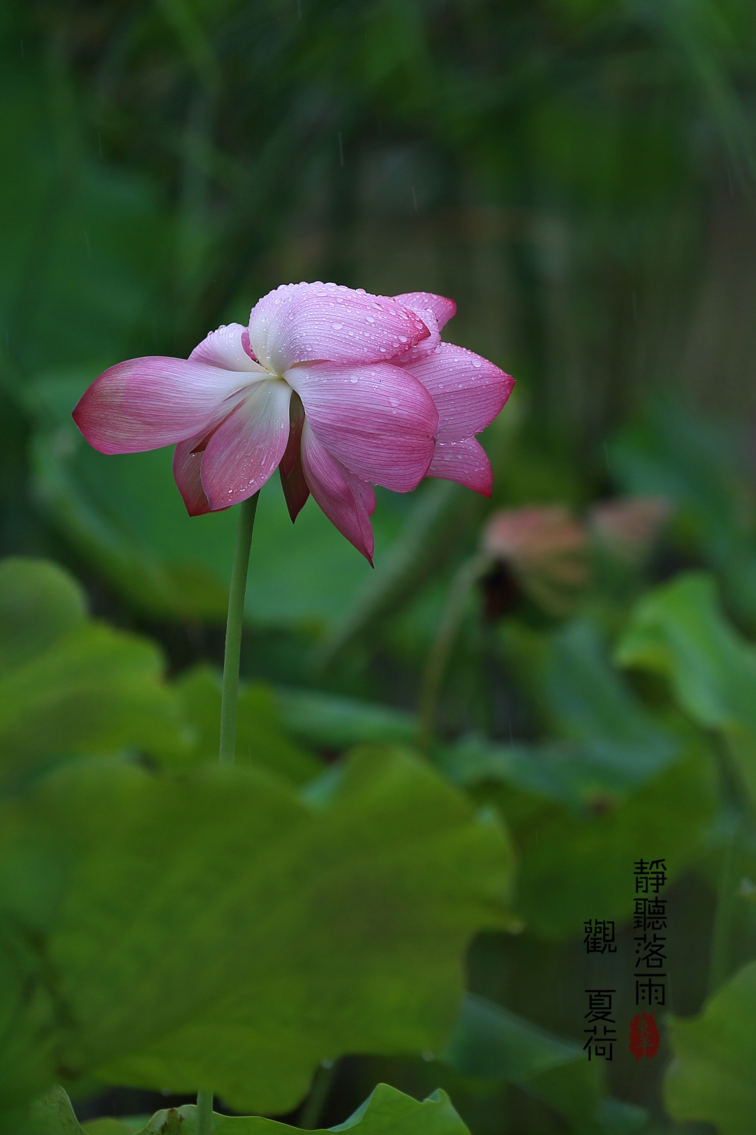 静听落雨观夏荷