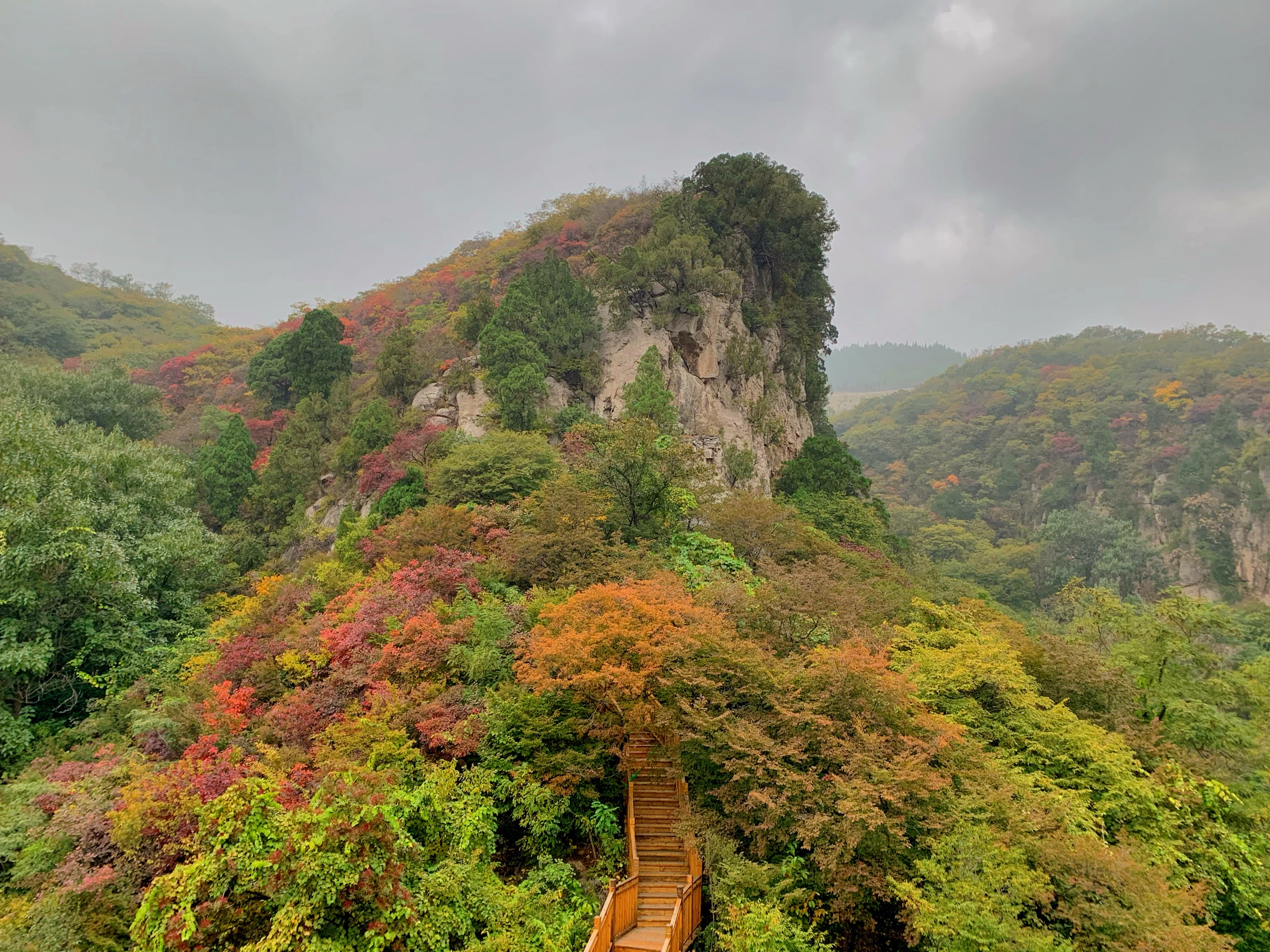 博山红叶柿岩