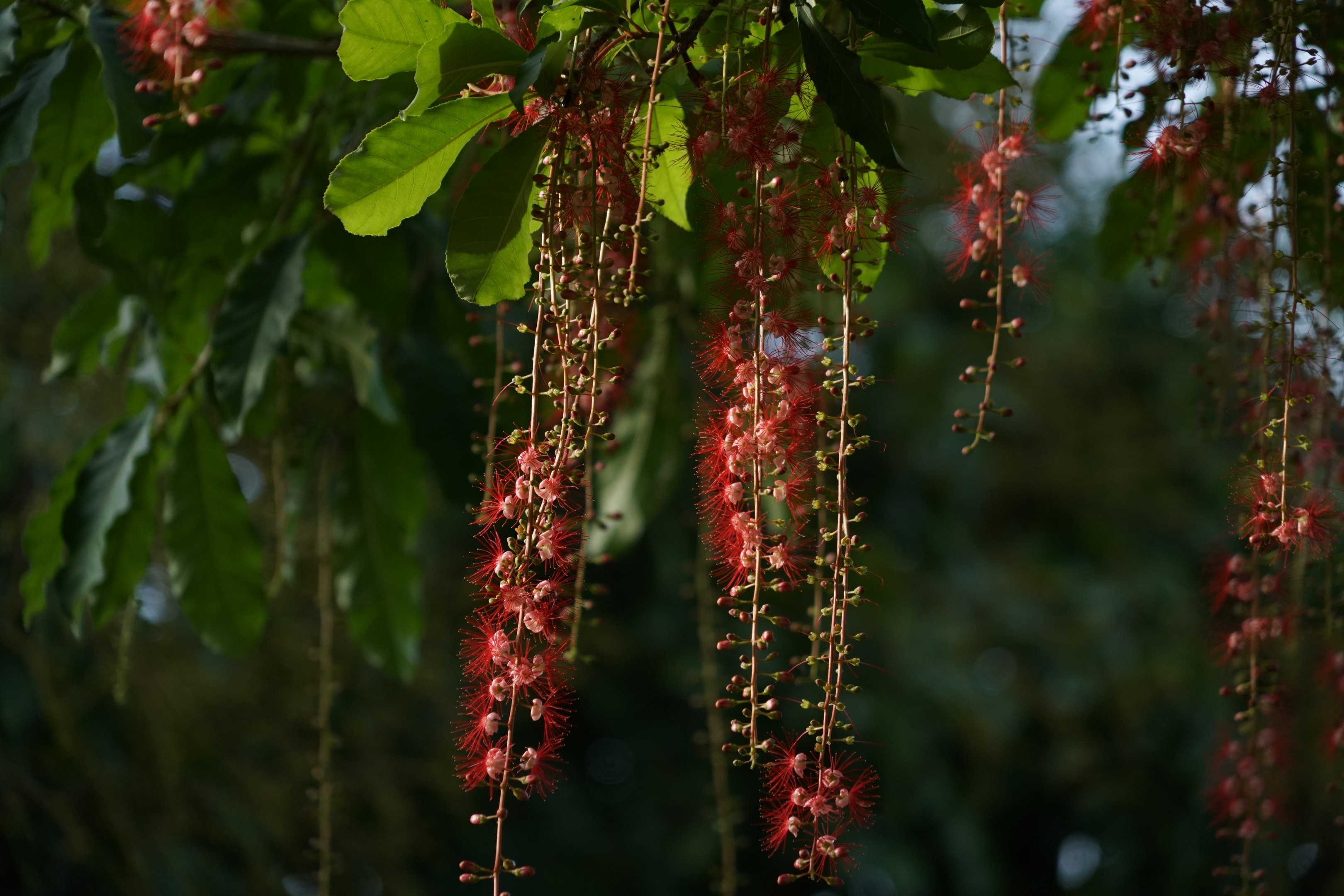 红花玉蕊展风采