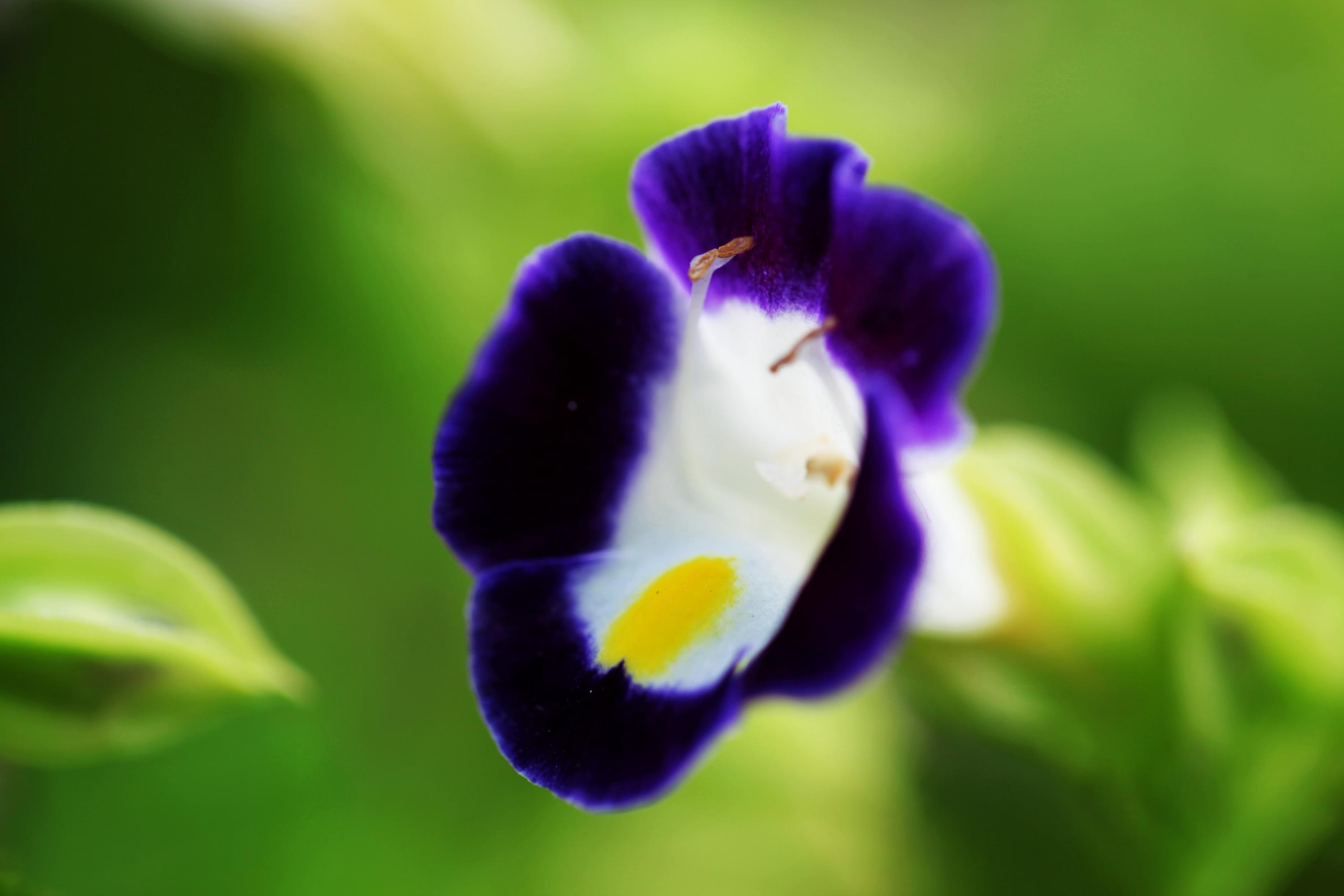 蝴蝶草3