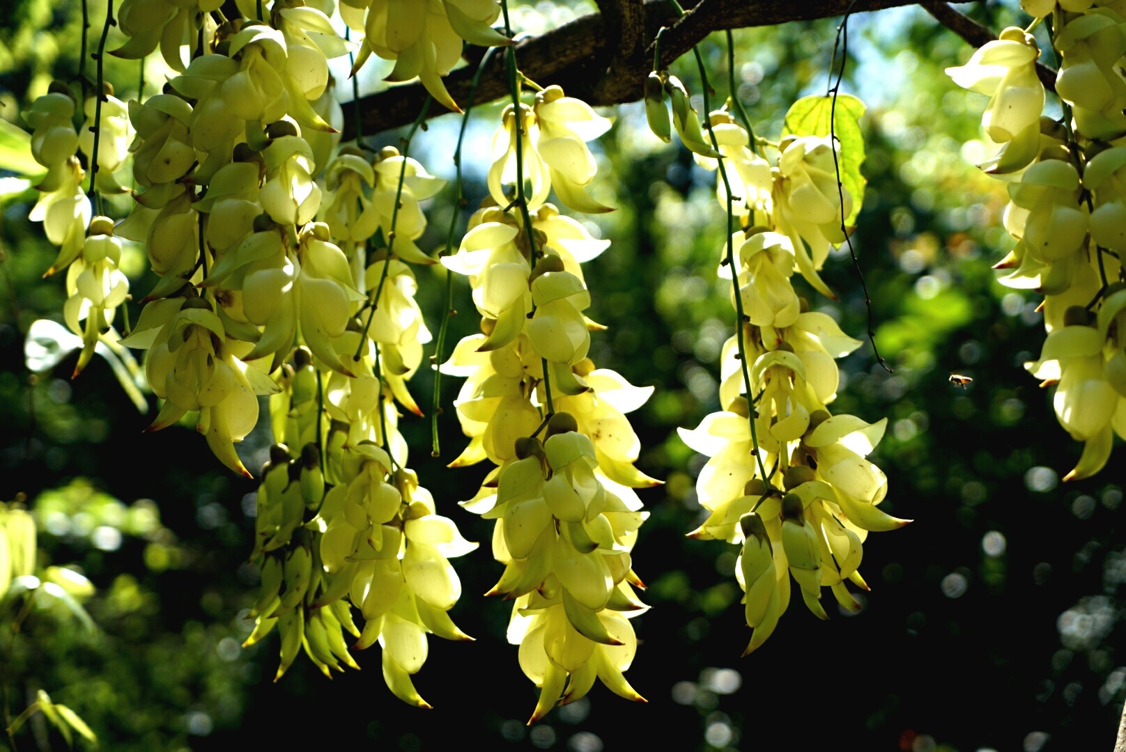 禾雀花又叫做白花油麻藤,花汕麻藤,雀儿花.