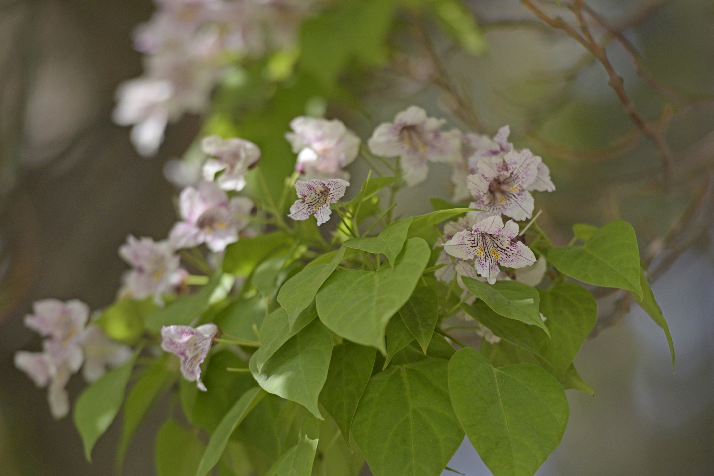 楸树花(首发)