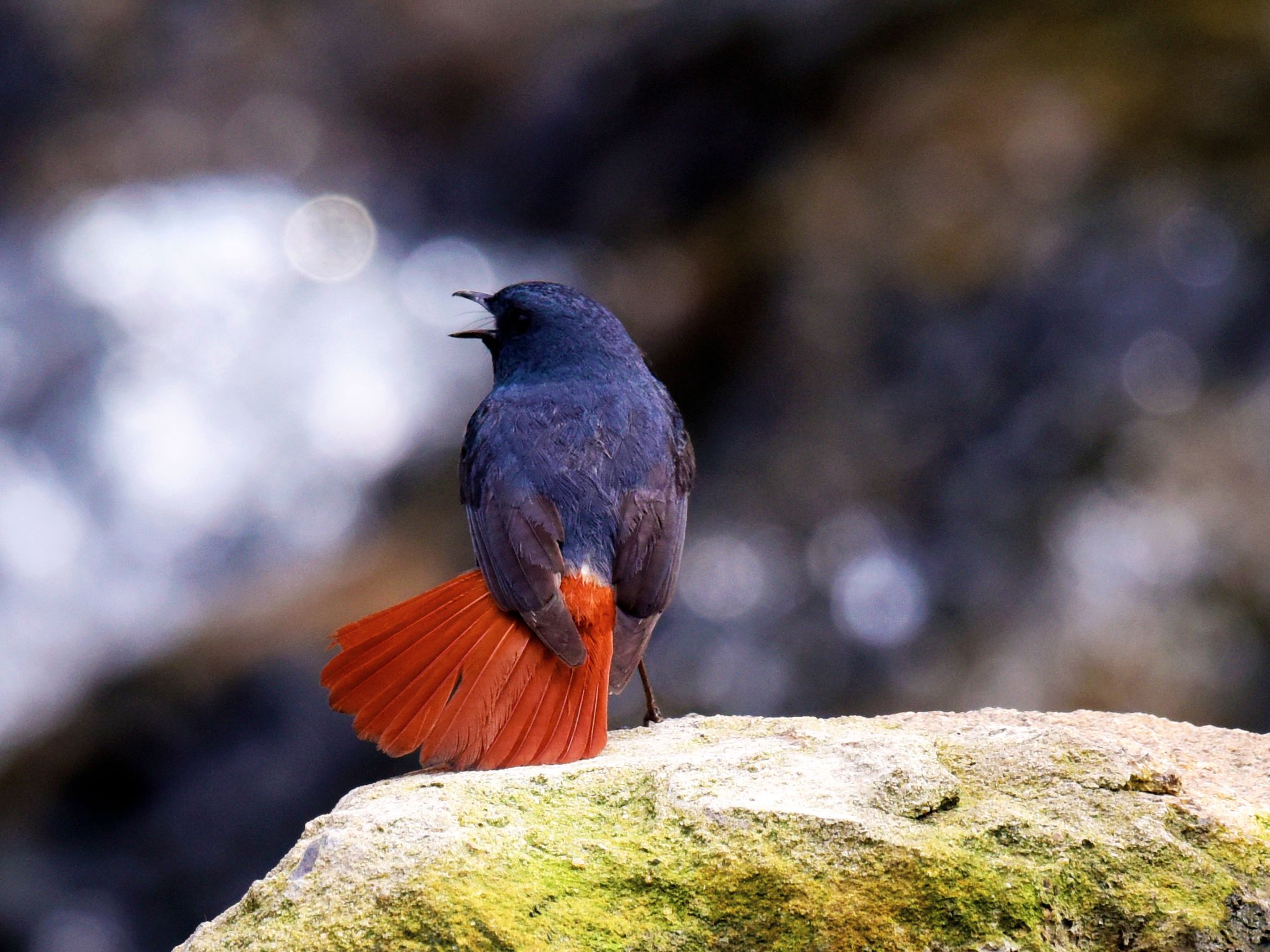 4   摄地:郊区山涧   鸟种:红尾水鸲雄鸟     欢迎赏阅另集雌鸟