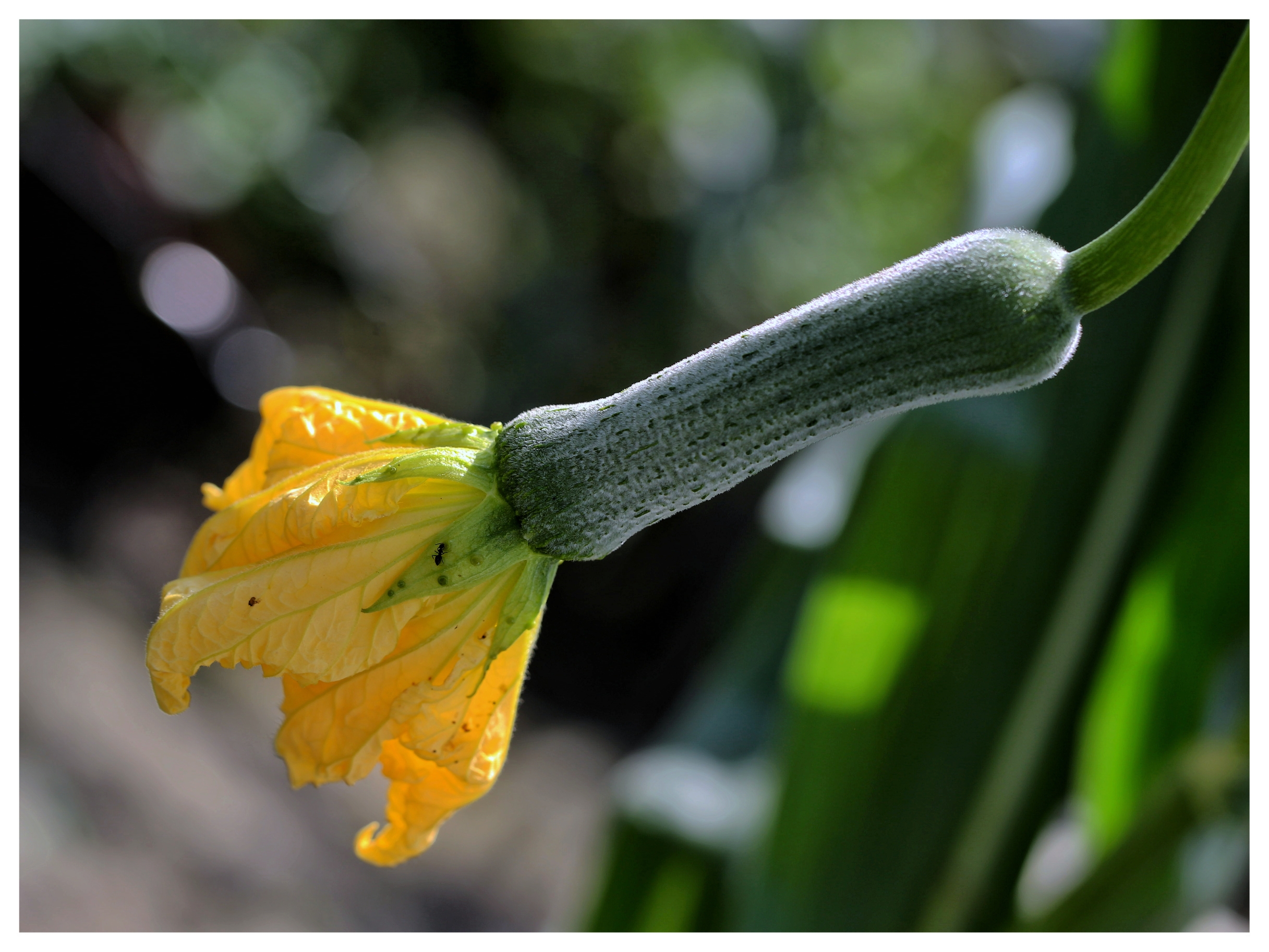 浅夏的蔬菜开花啦