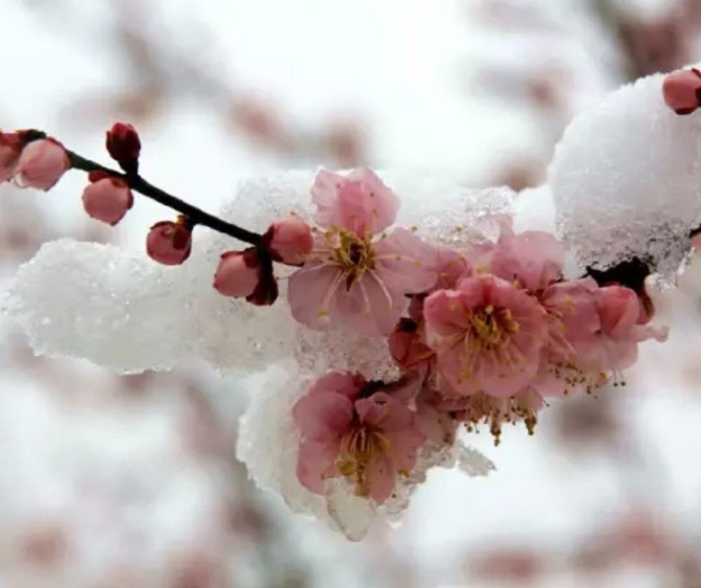 雪花来了梅花开我在雪中等你来