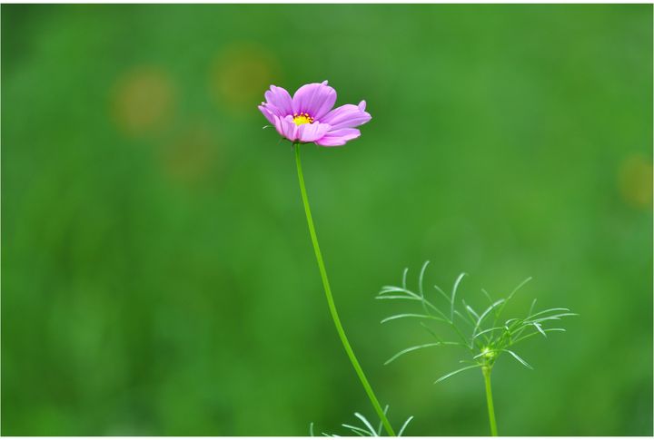 花的生命