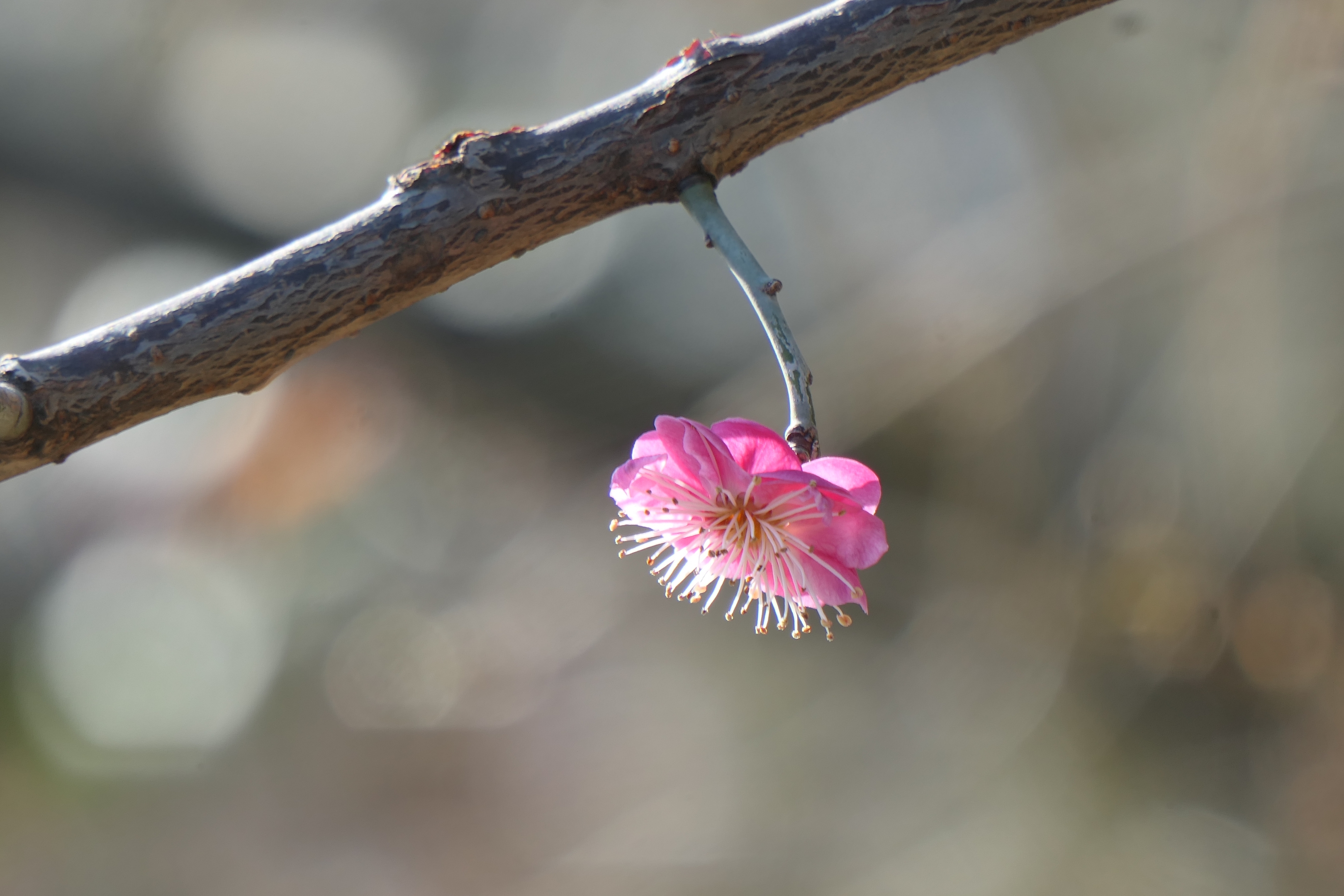 赏梅花