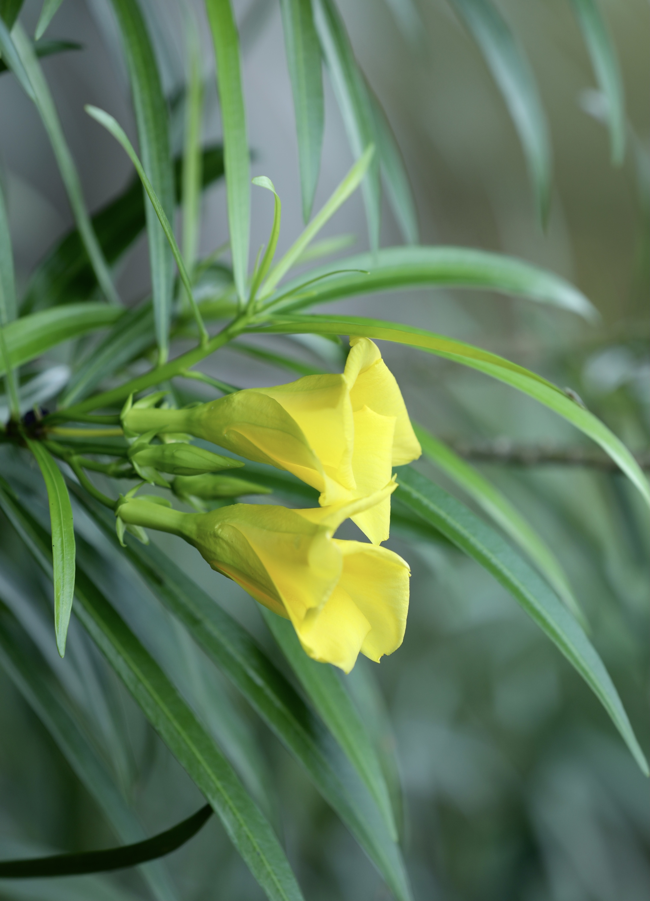 【首发】黄花夹竹桃