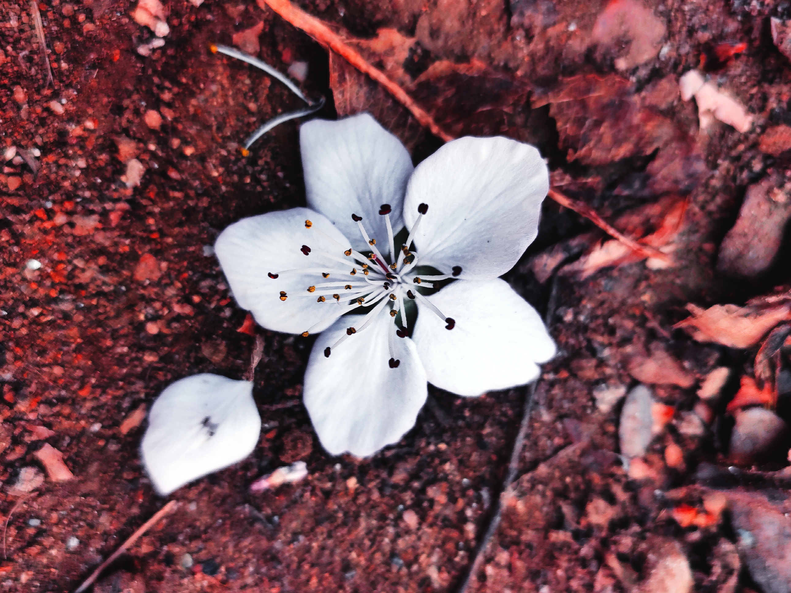 花开花又落