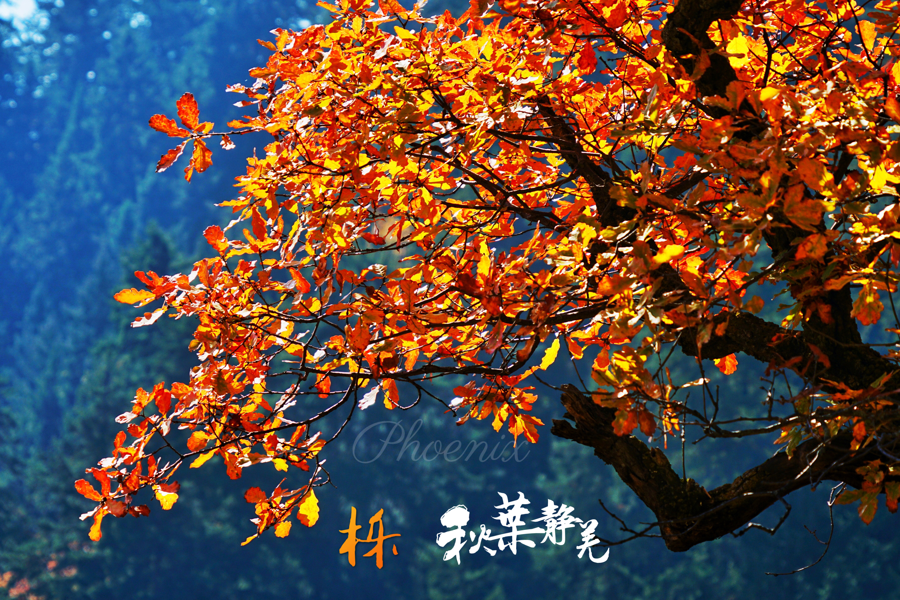 栎有两个读音 lì yuè 分布于亚,非,欧,美4洲 中国有51种