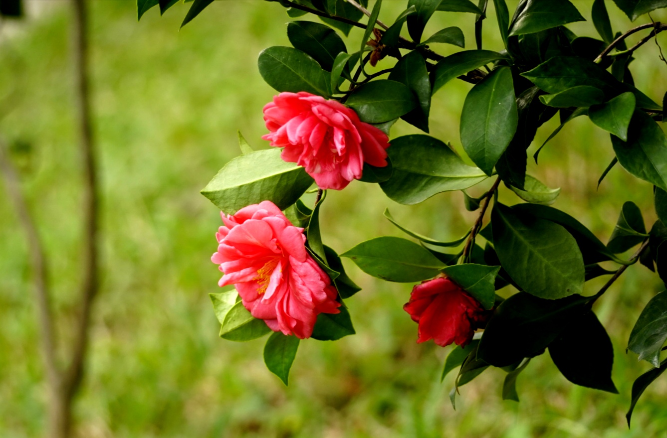 又见茶花开