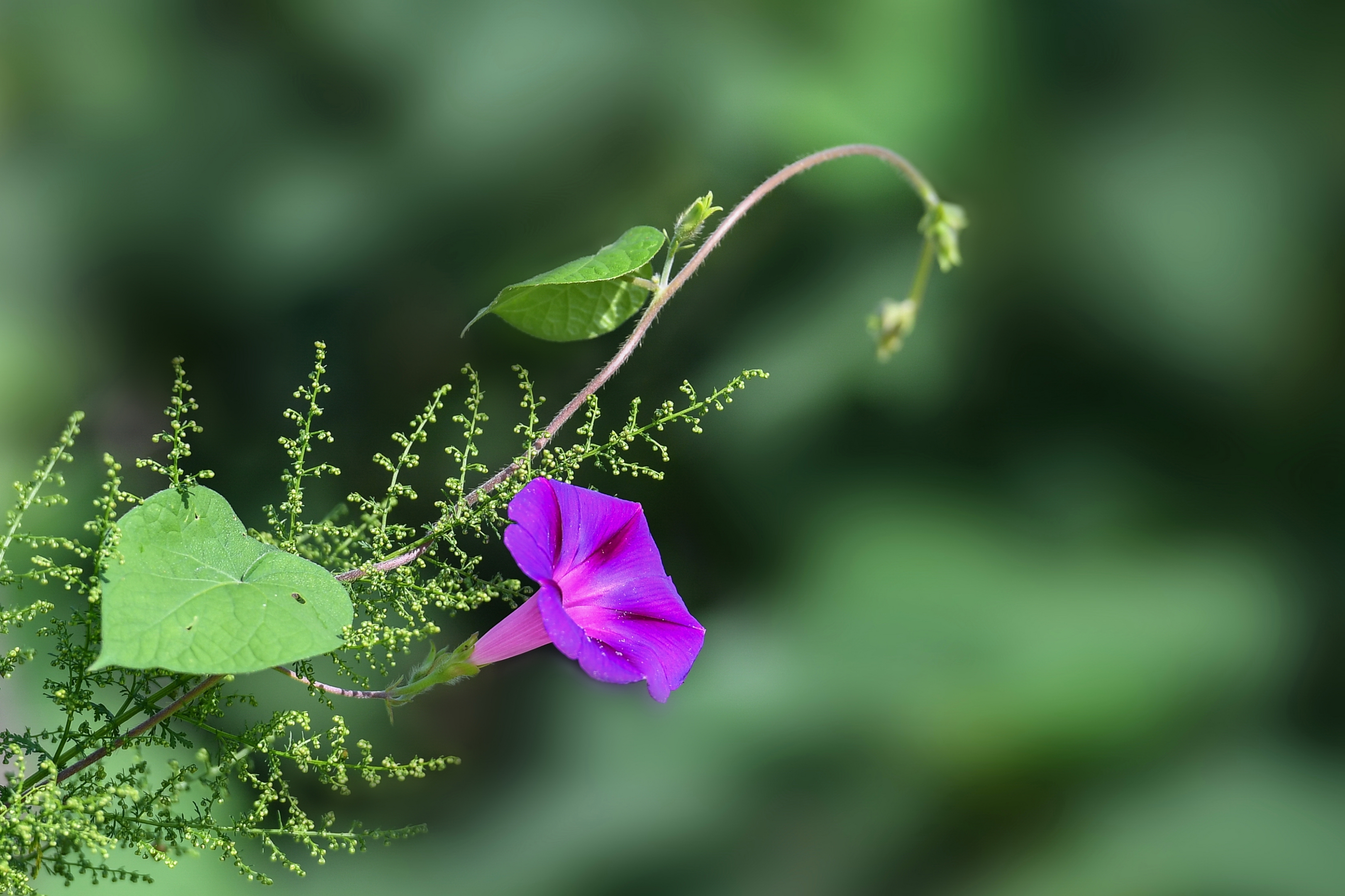 《牵牛花》