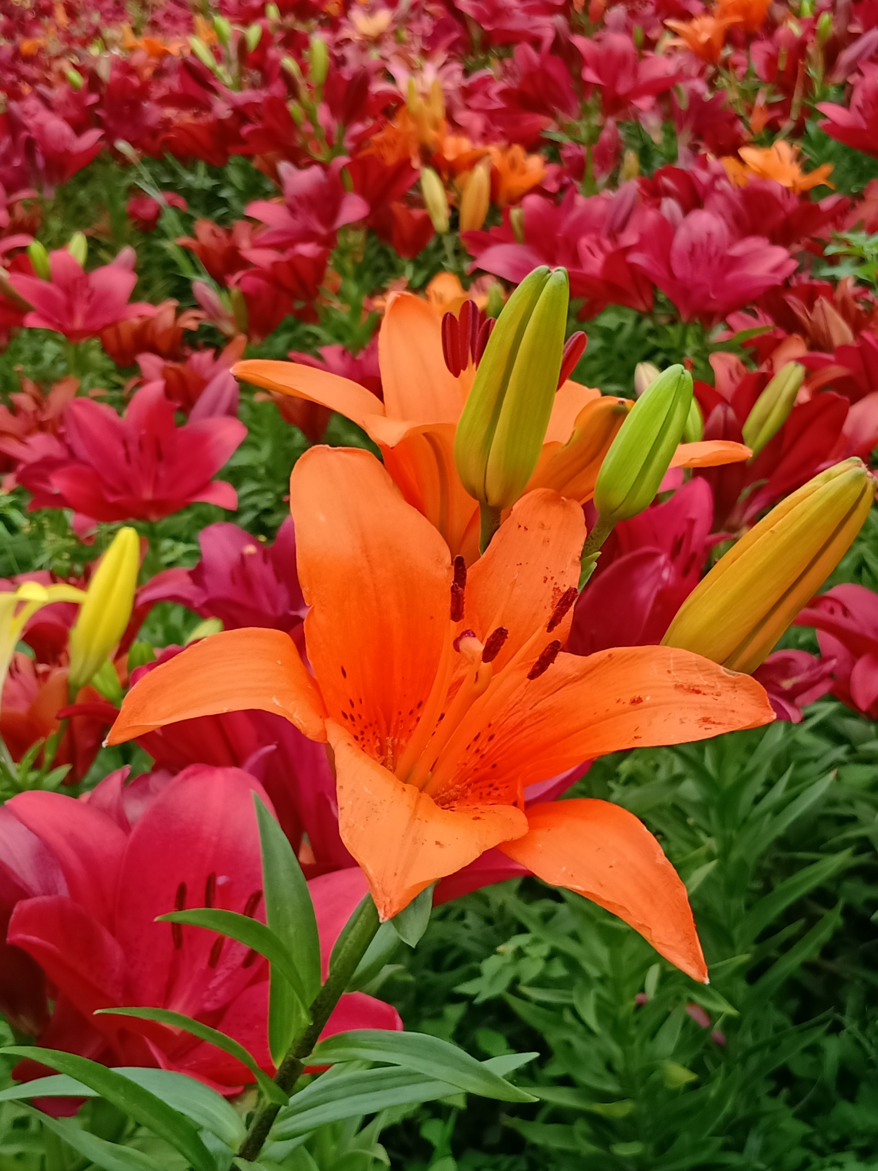 百合花开 美丽芬芳