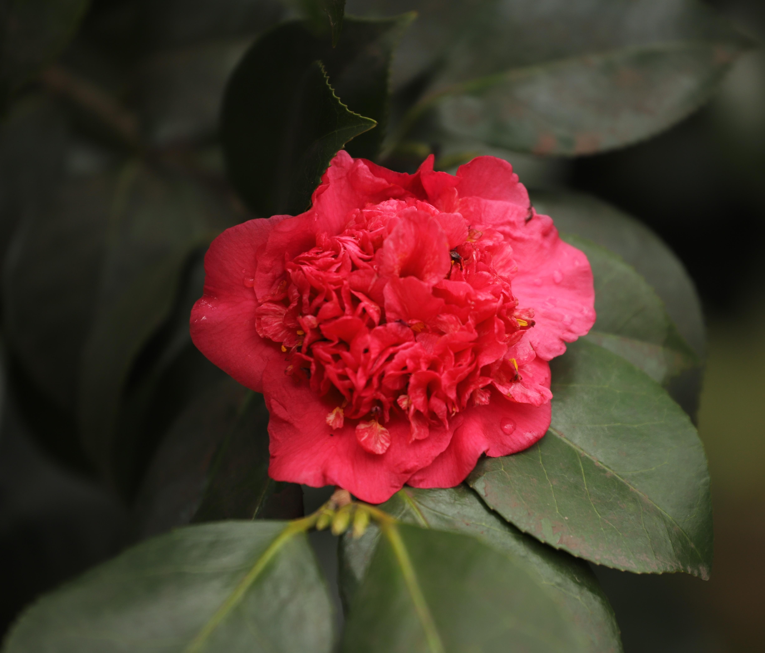 山茶花