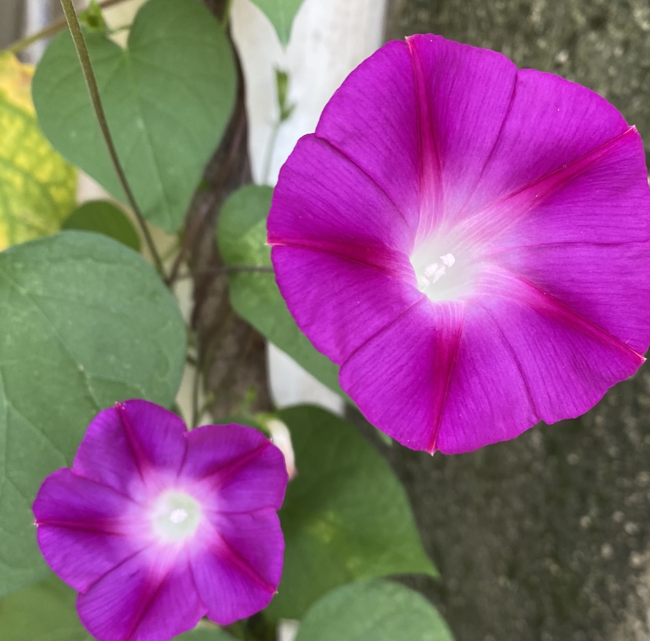 矮牵牛花有很多种颜色,白色花语是存在,紫色花语是断情.
