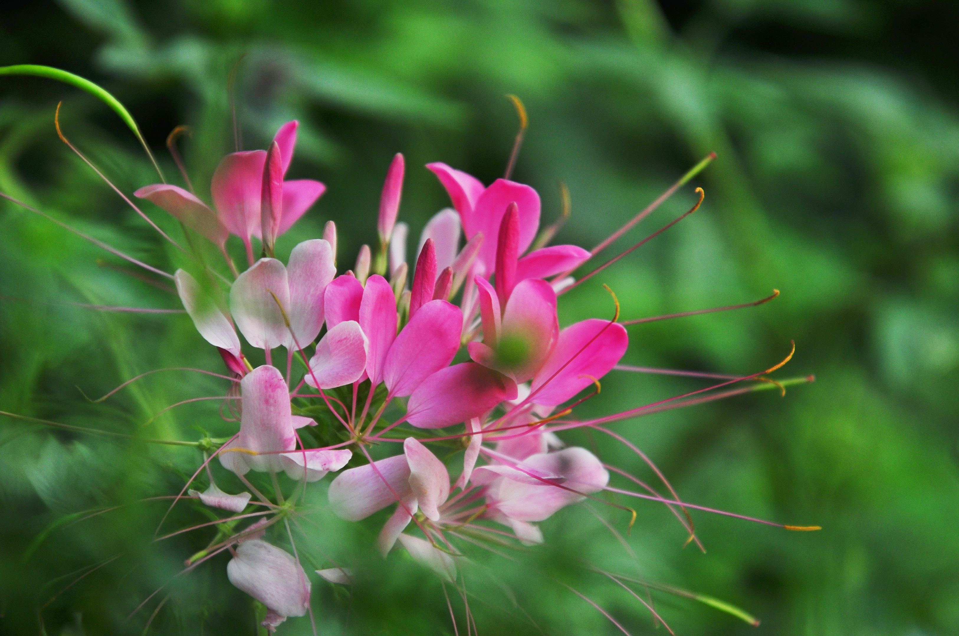 醉蝶花