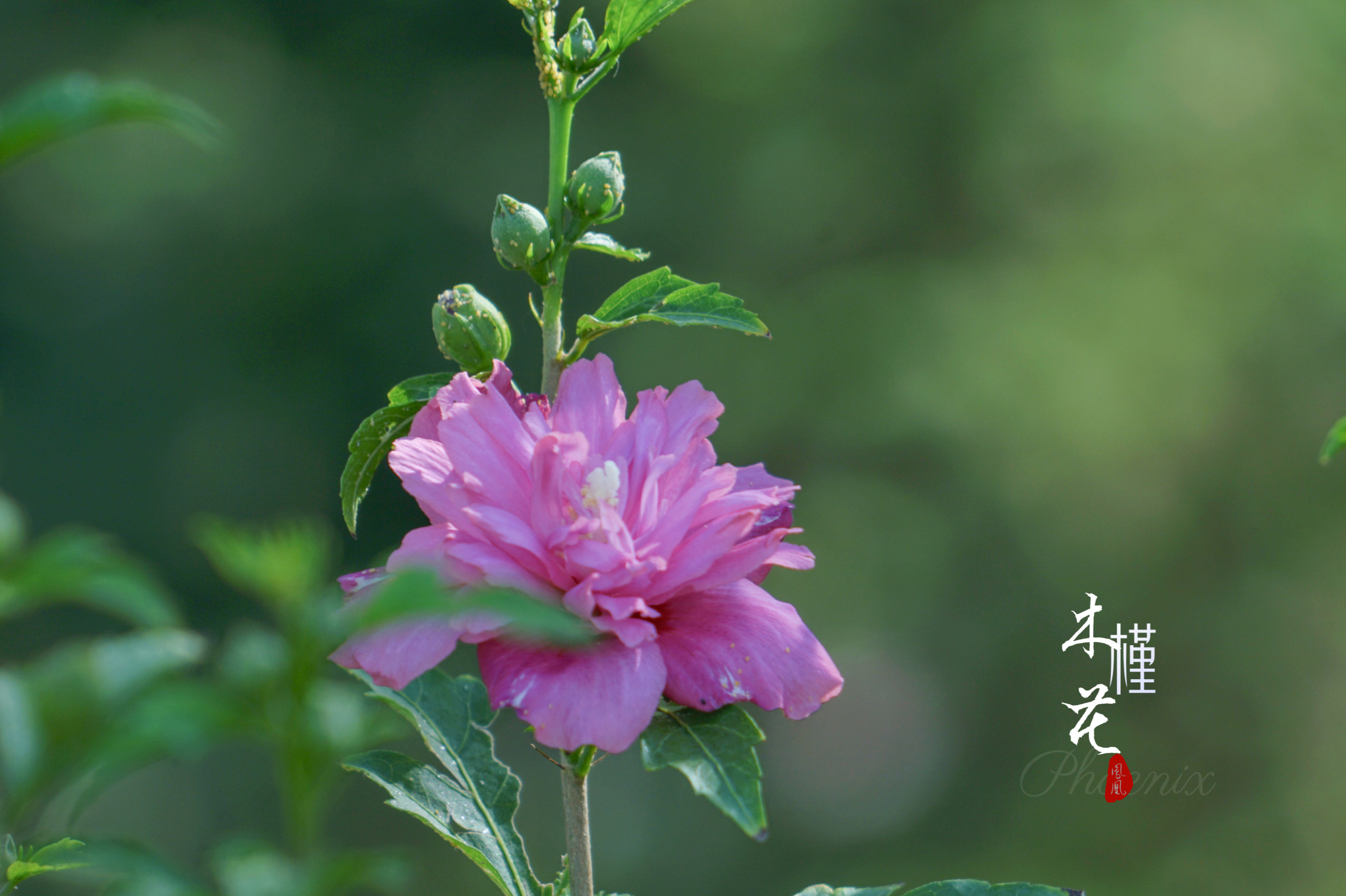 相遇在木槿开花的季节[首发]