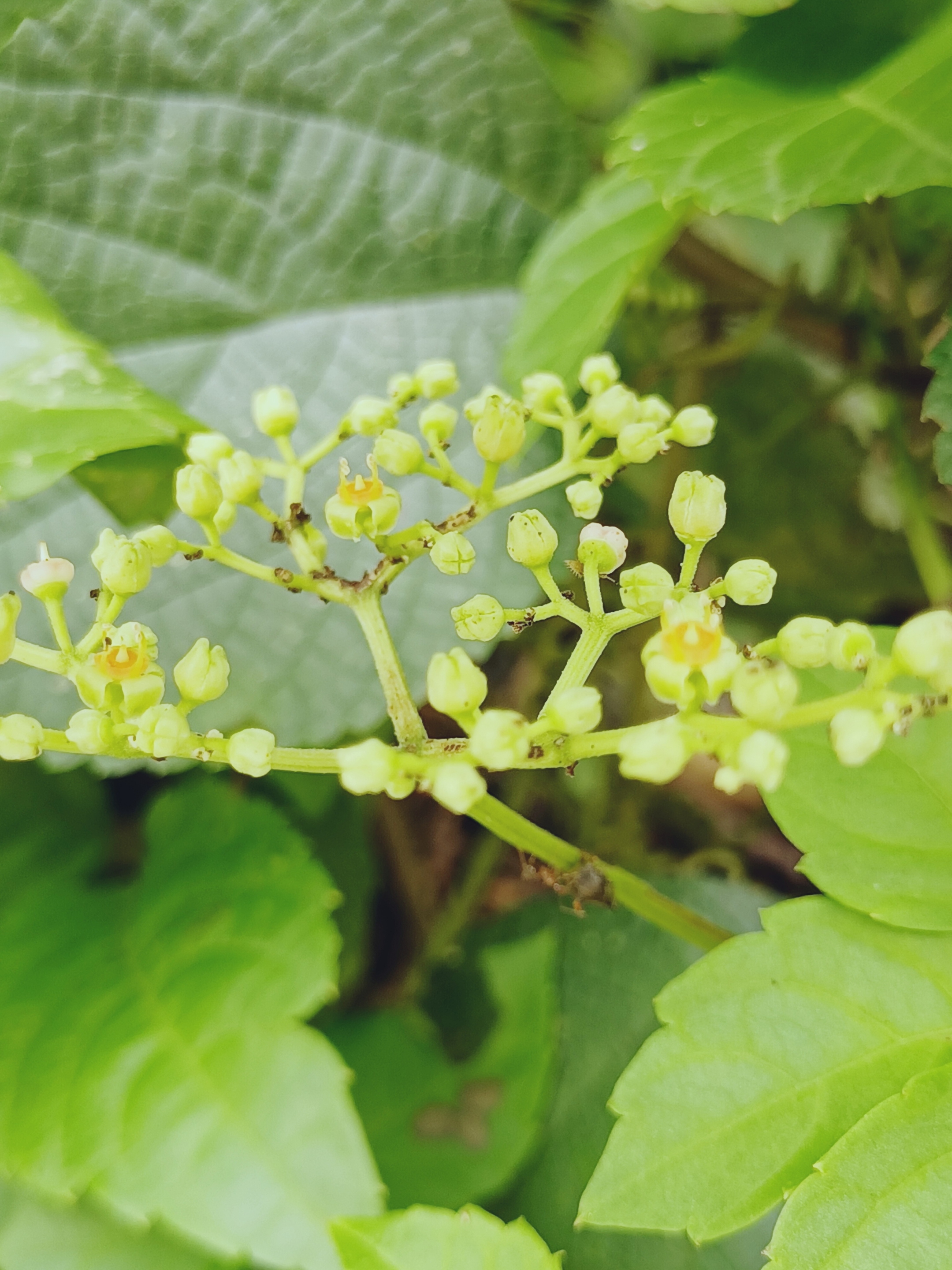 乌蔹莓,是葡萄科乌蔹莓属植物,草质藤本.