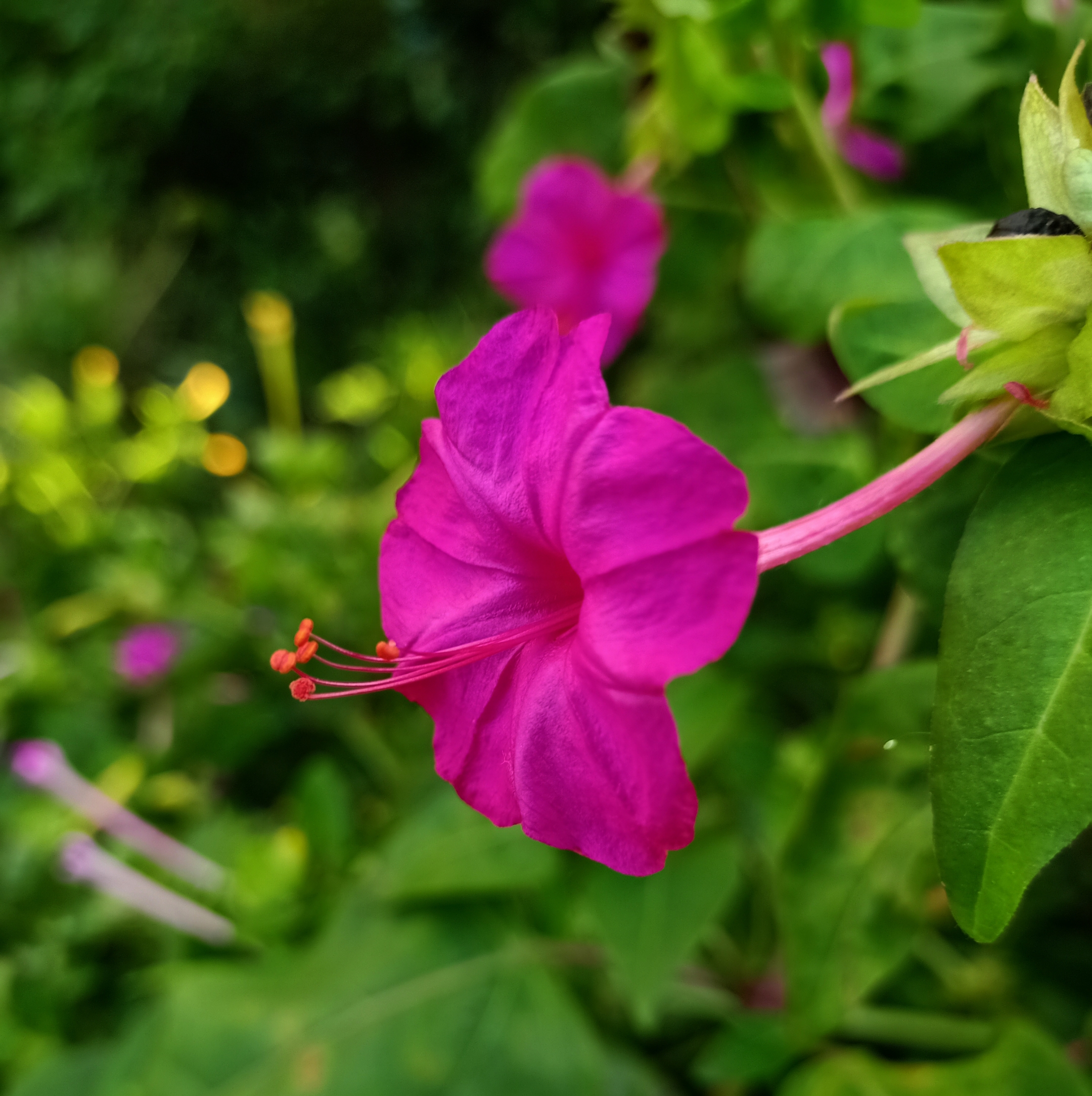 粉茉莉首发