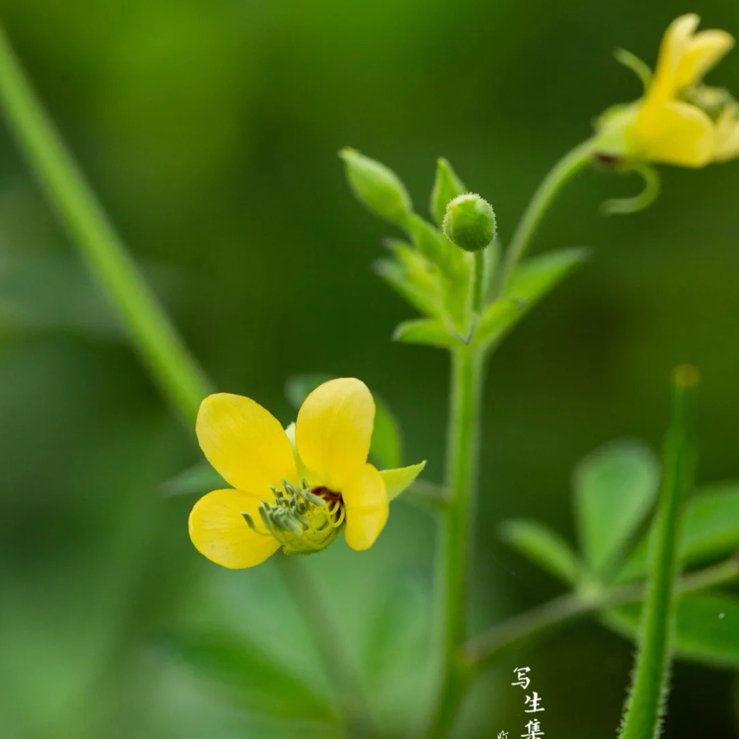 【首发】黄花草