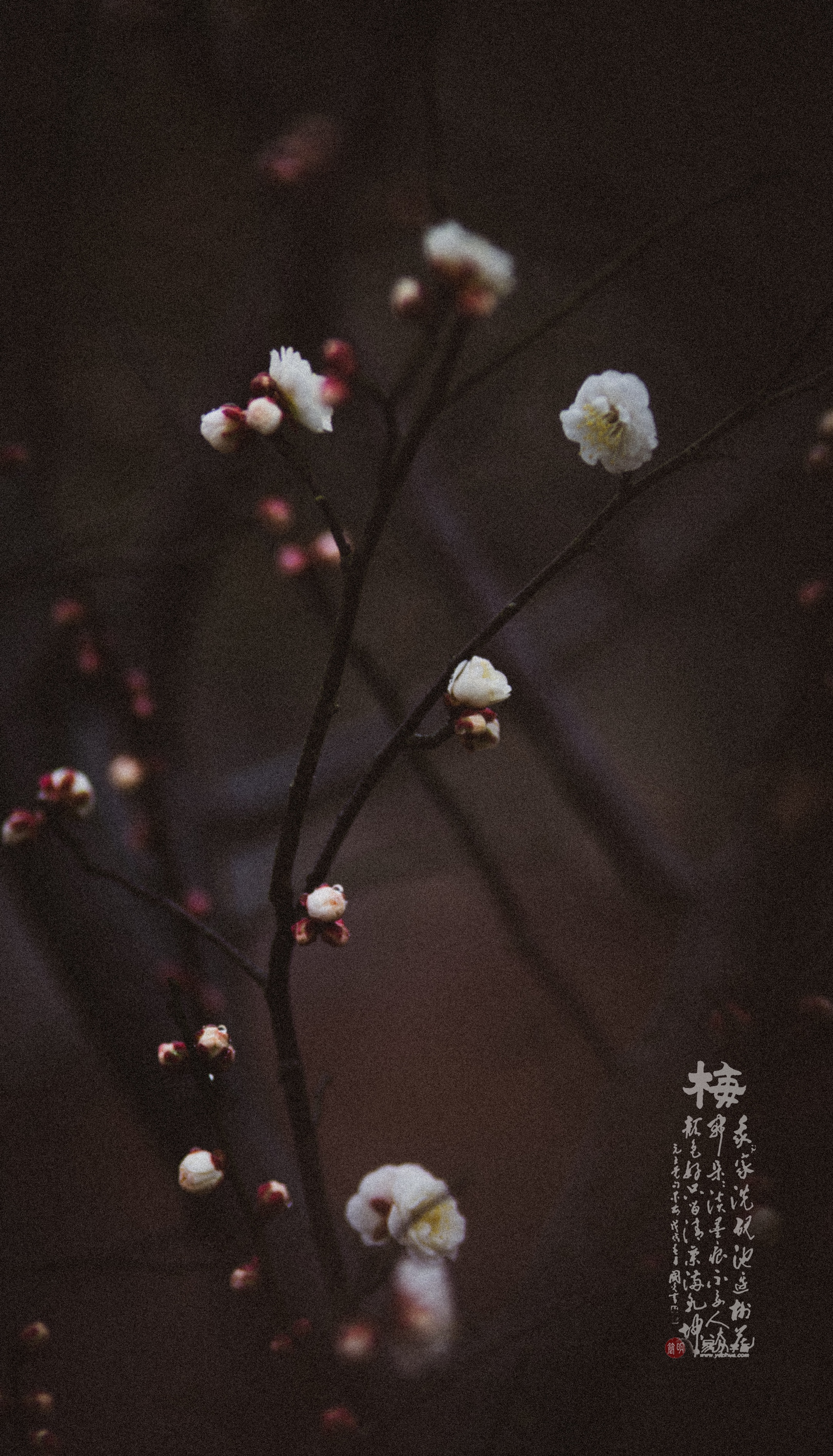 一剪梅