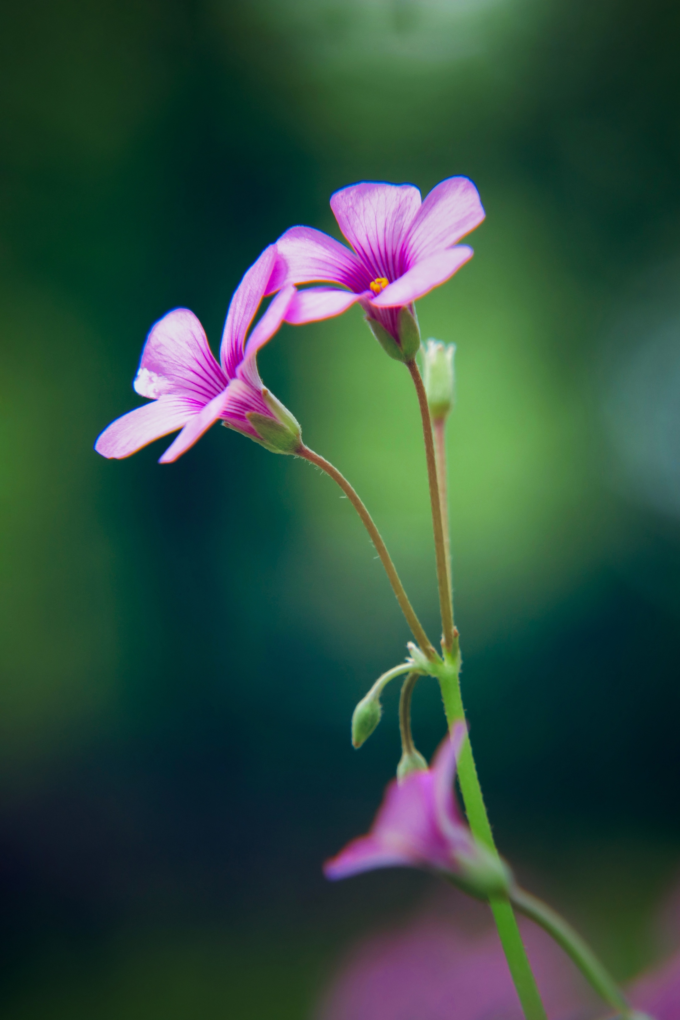 芳草满园花满目