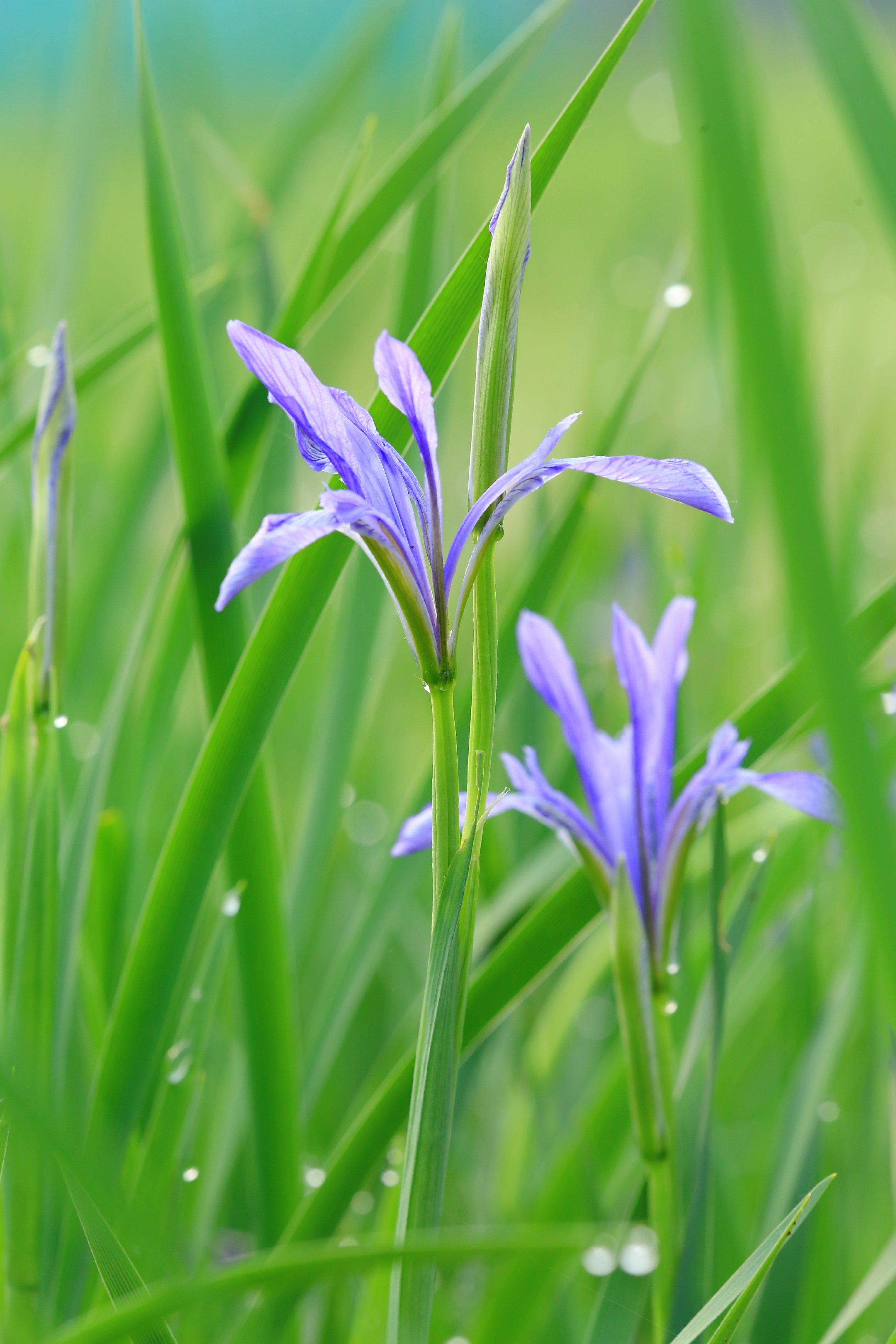 马兰花儿开