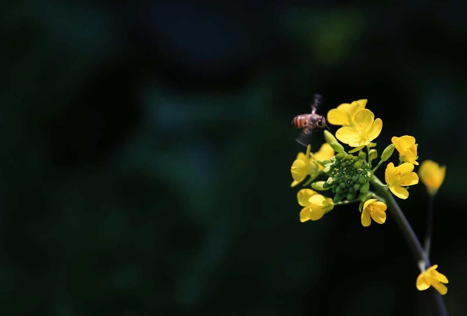 【首发】蜂恋花