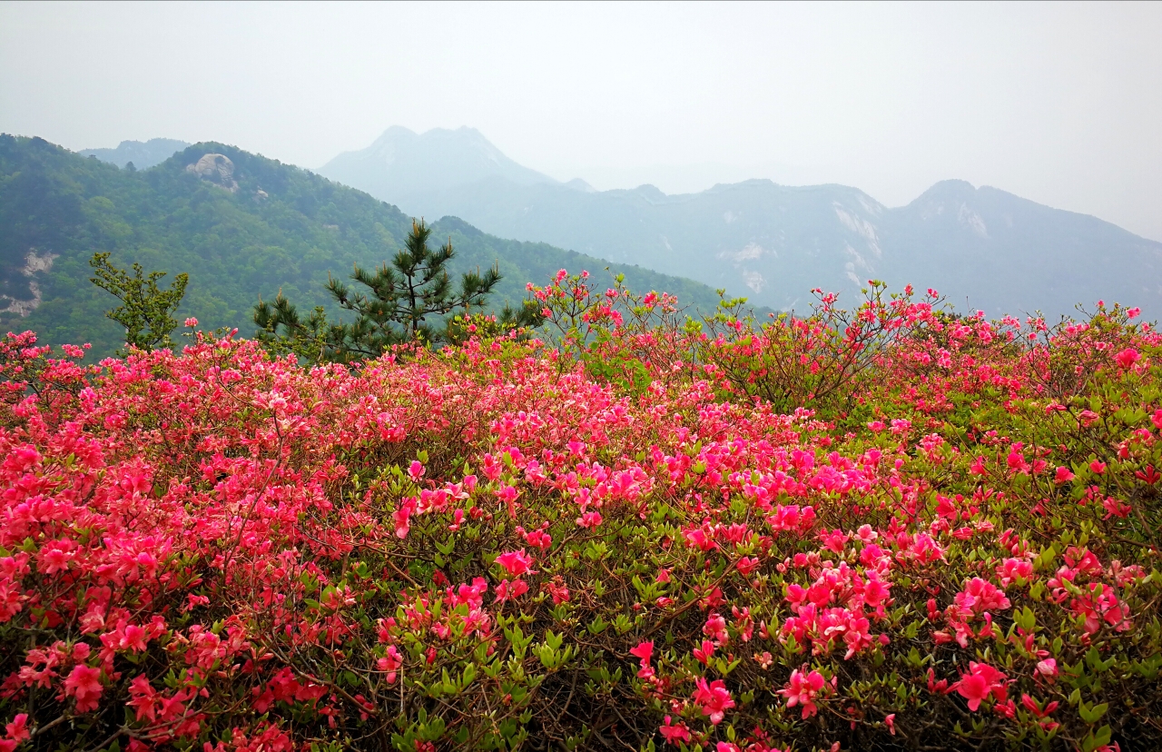 走进这漫山漫岭的花海,那一串串,一簇簇,密密匝匝的花朵,争相怒放,你