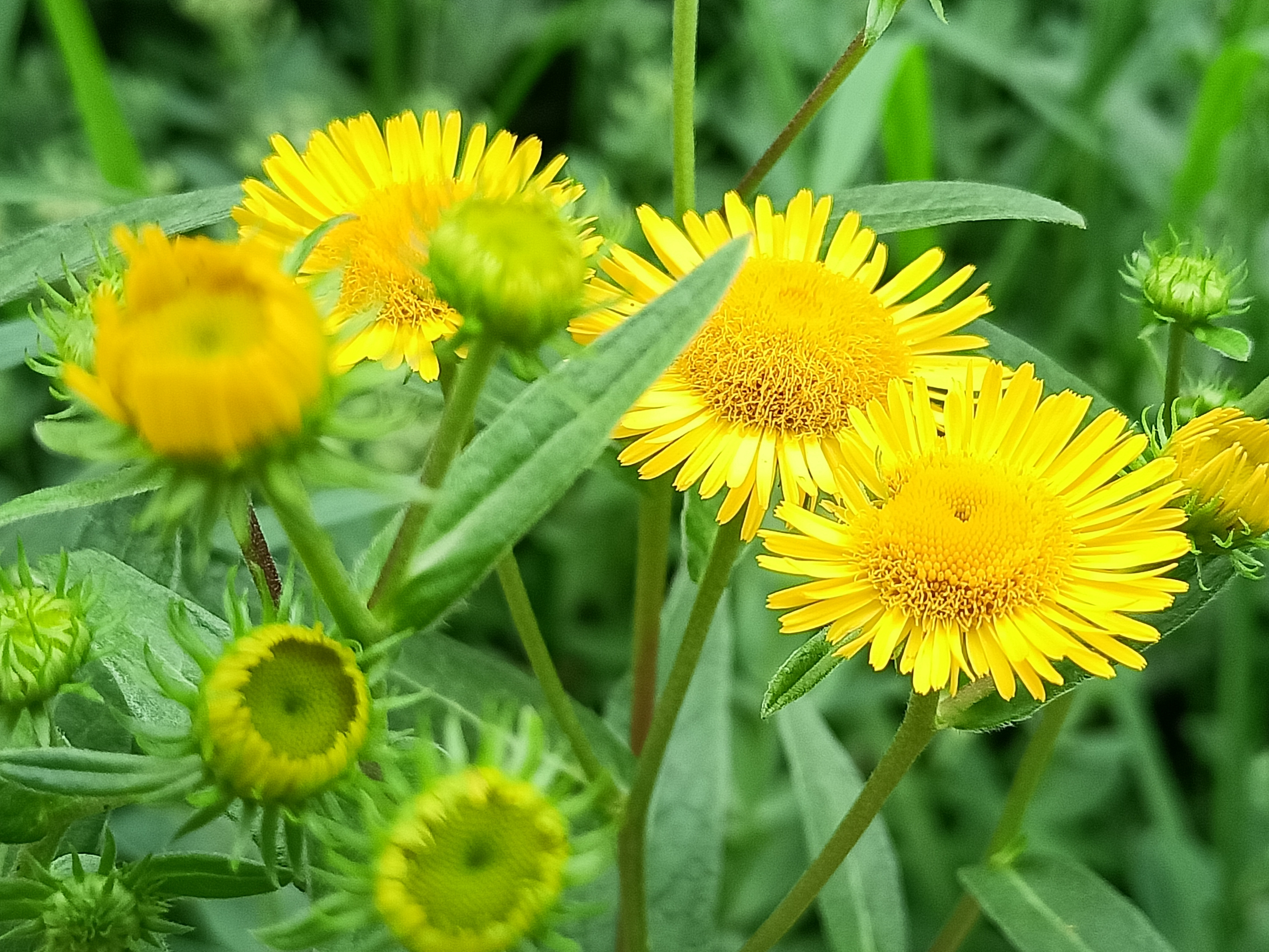 花开时为淡黄色,黄色的极为少见一年蓬的花语是随遇而安,一般生长于