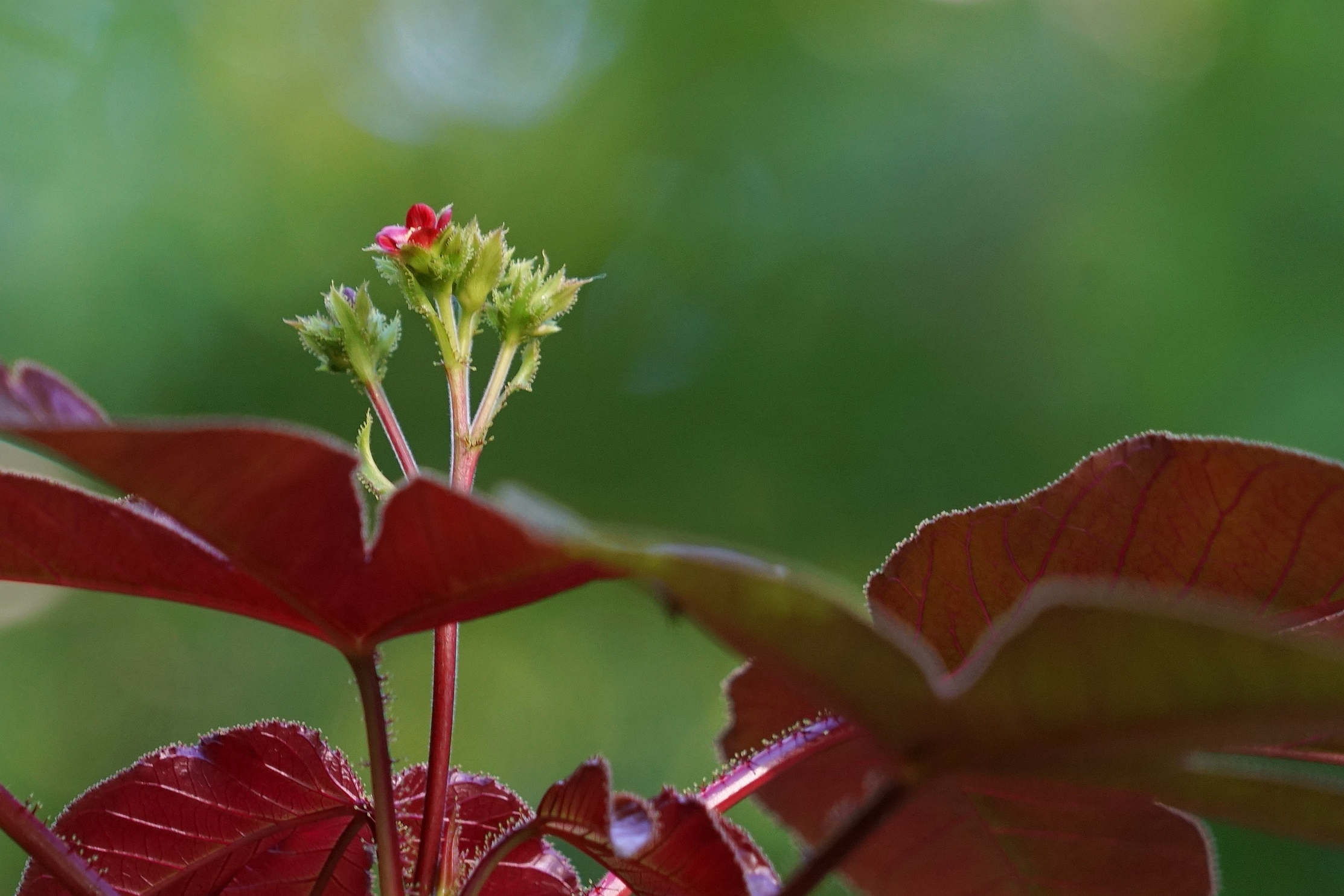 棉叶珊瑚花与果2