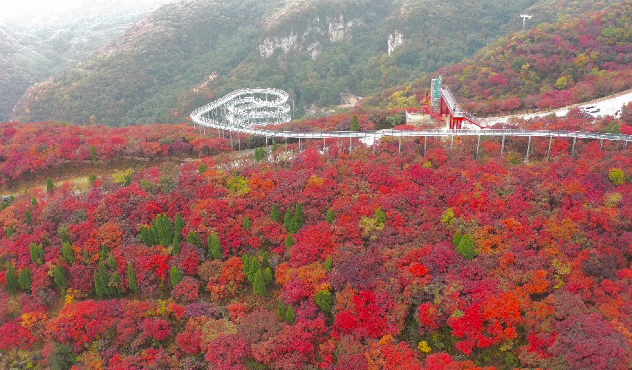 博山红叶柿岩