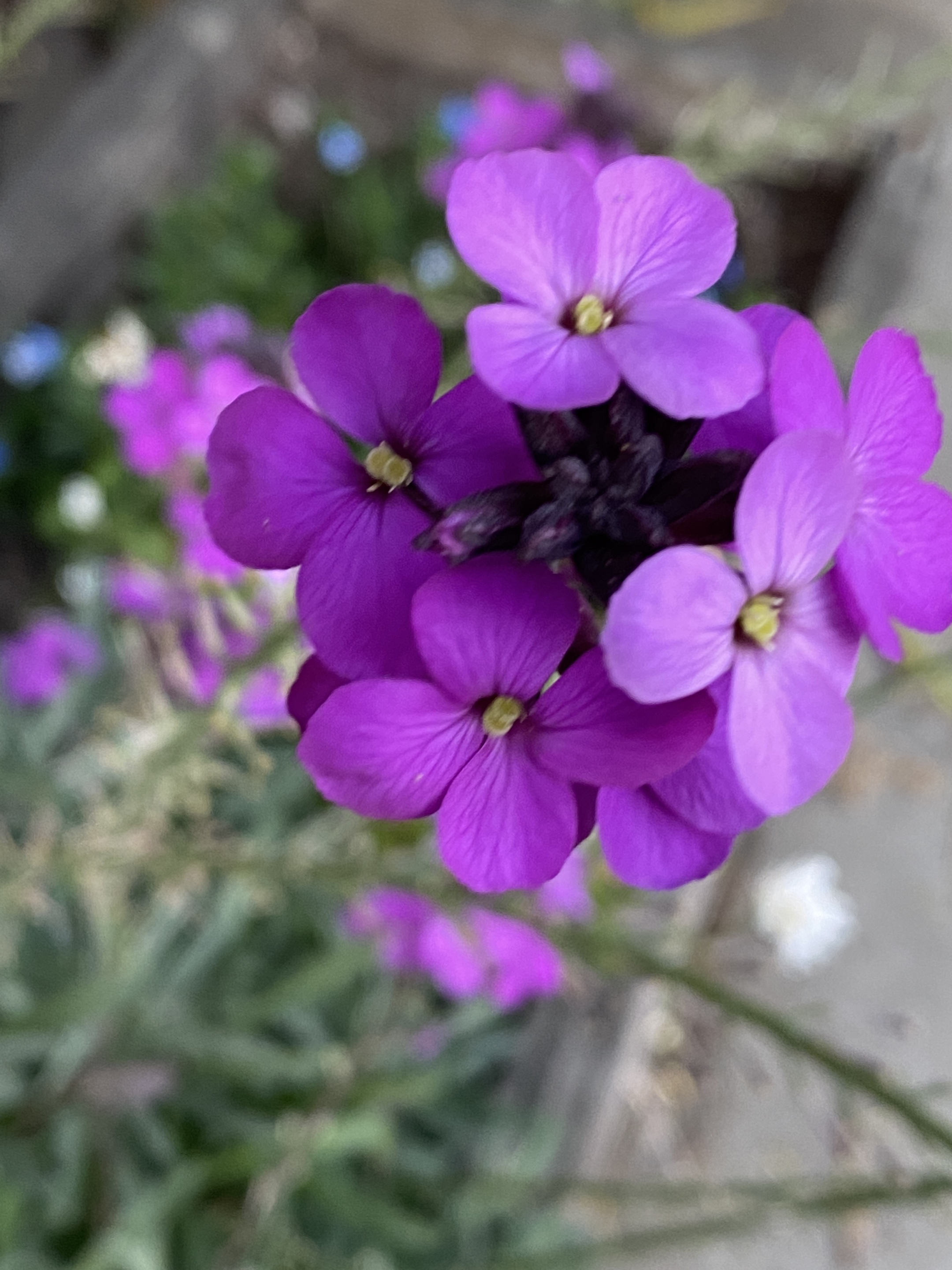 欧亚香花芥