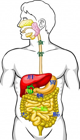 艾叶小屋分享肚子各个部位疼痛的预示